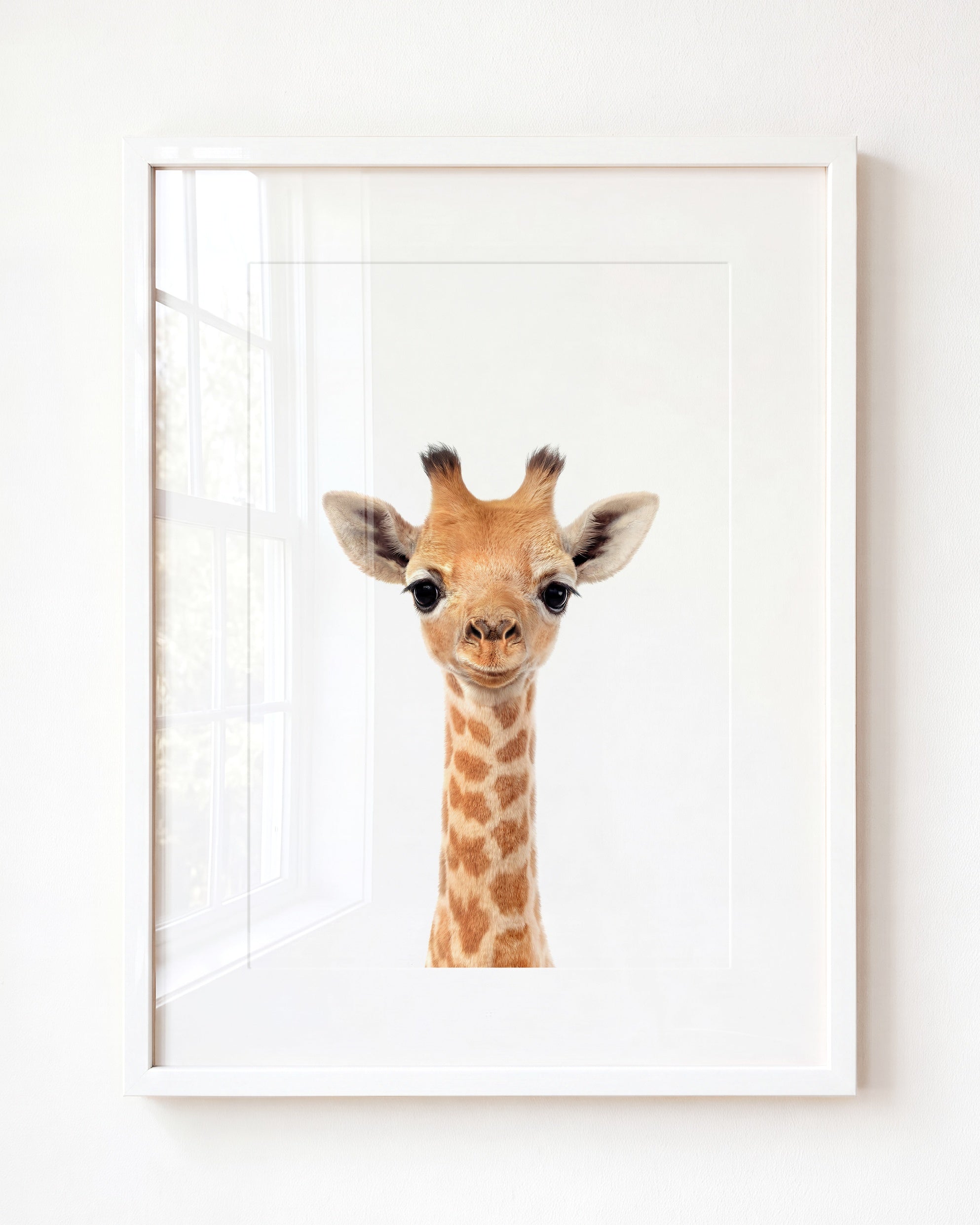 Baby Giraffe
