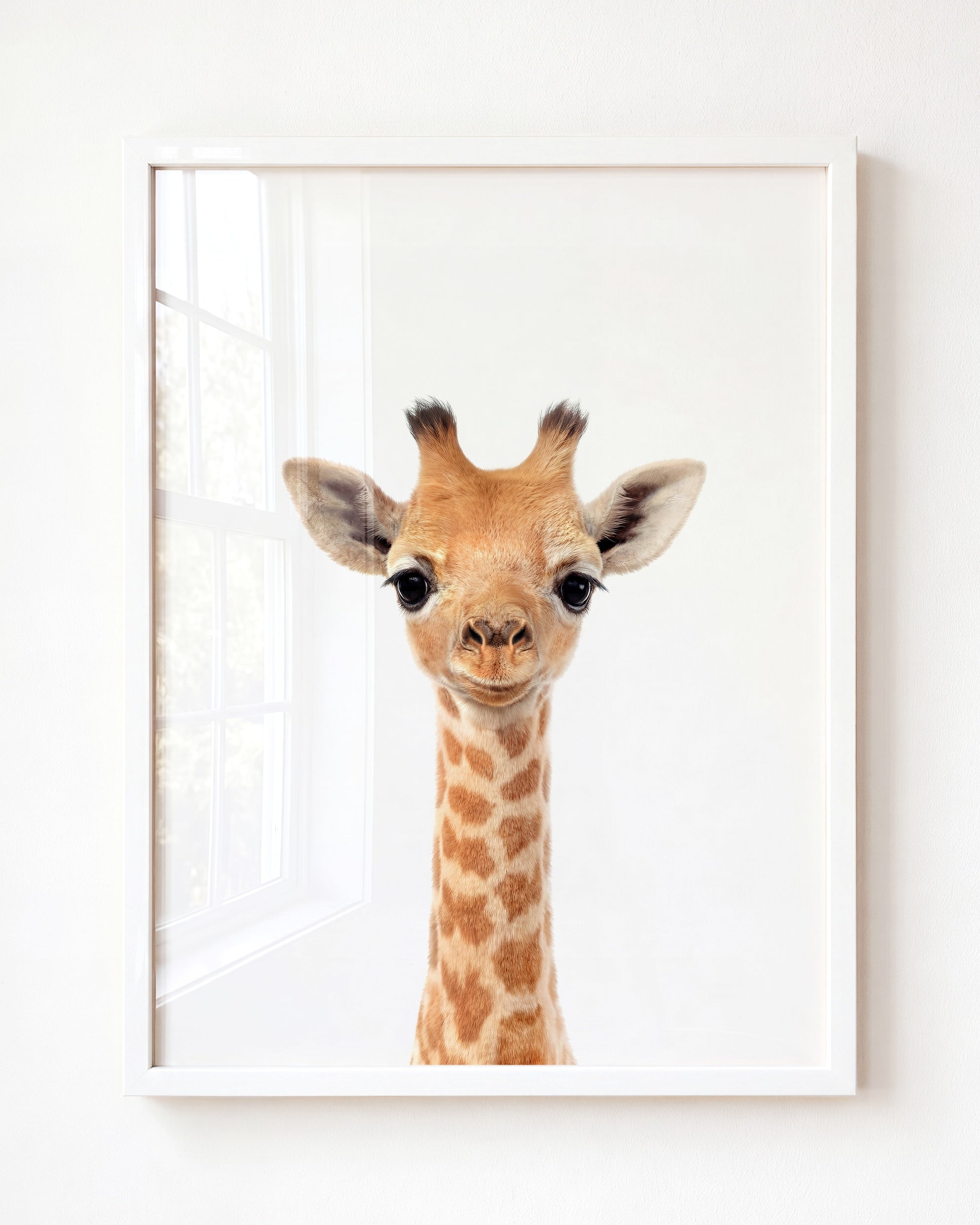 Baby Giraffe