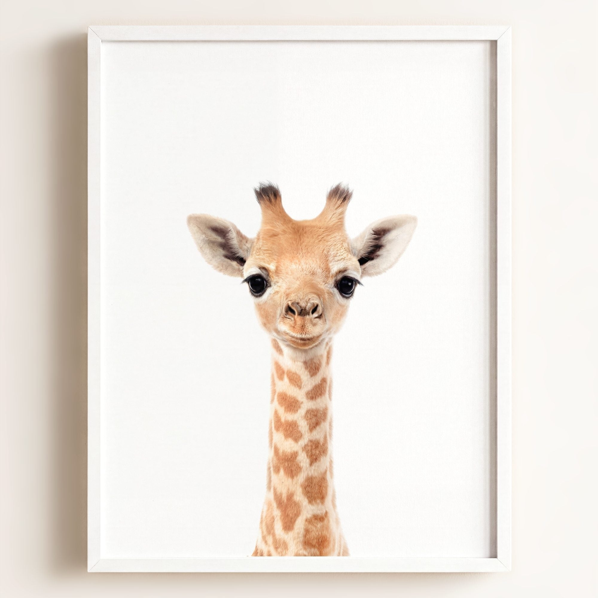 Baby Giraffe