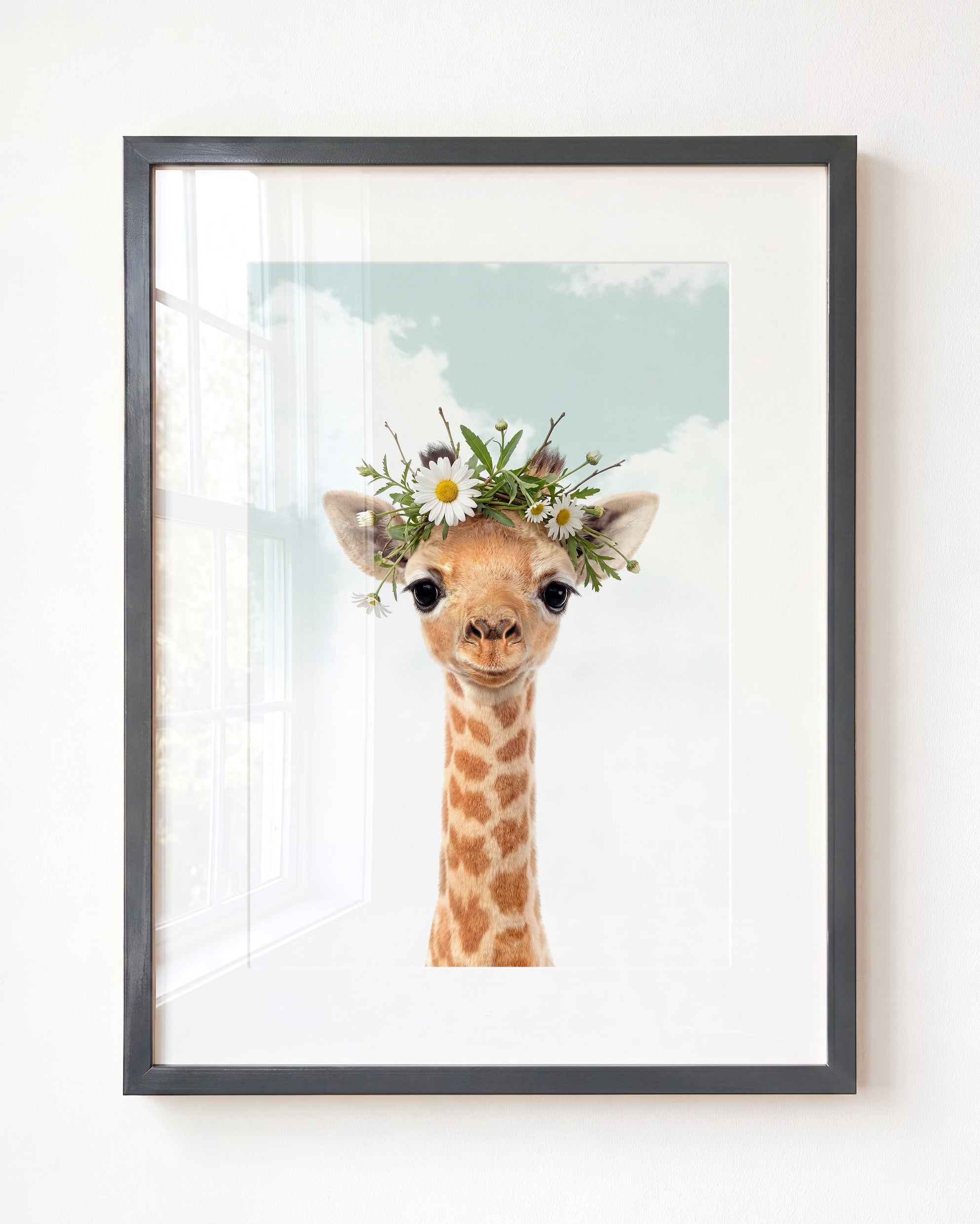 Baby Giraffe