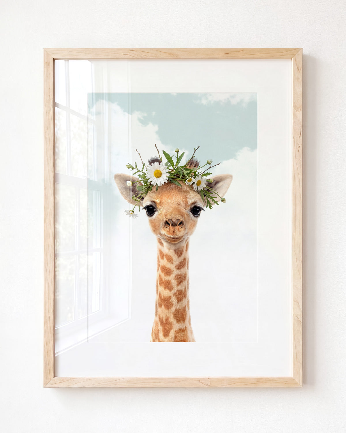 Baby Giraffe