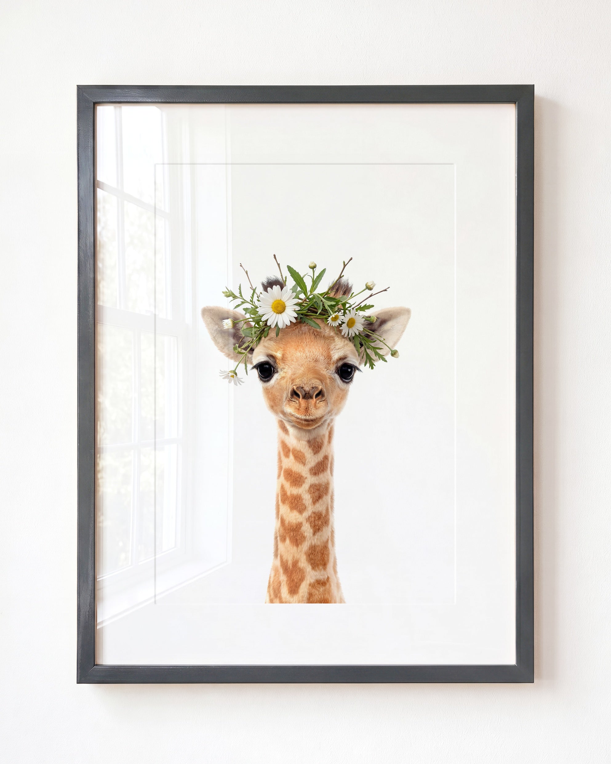 Baby Giraffe