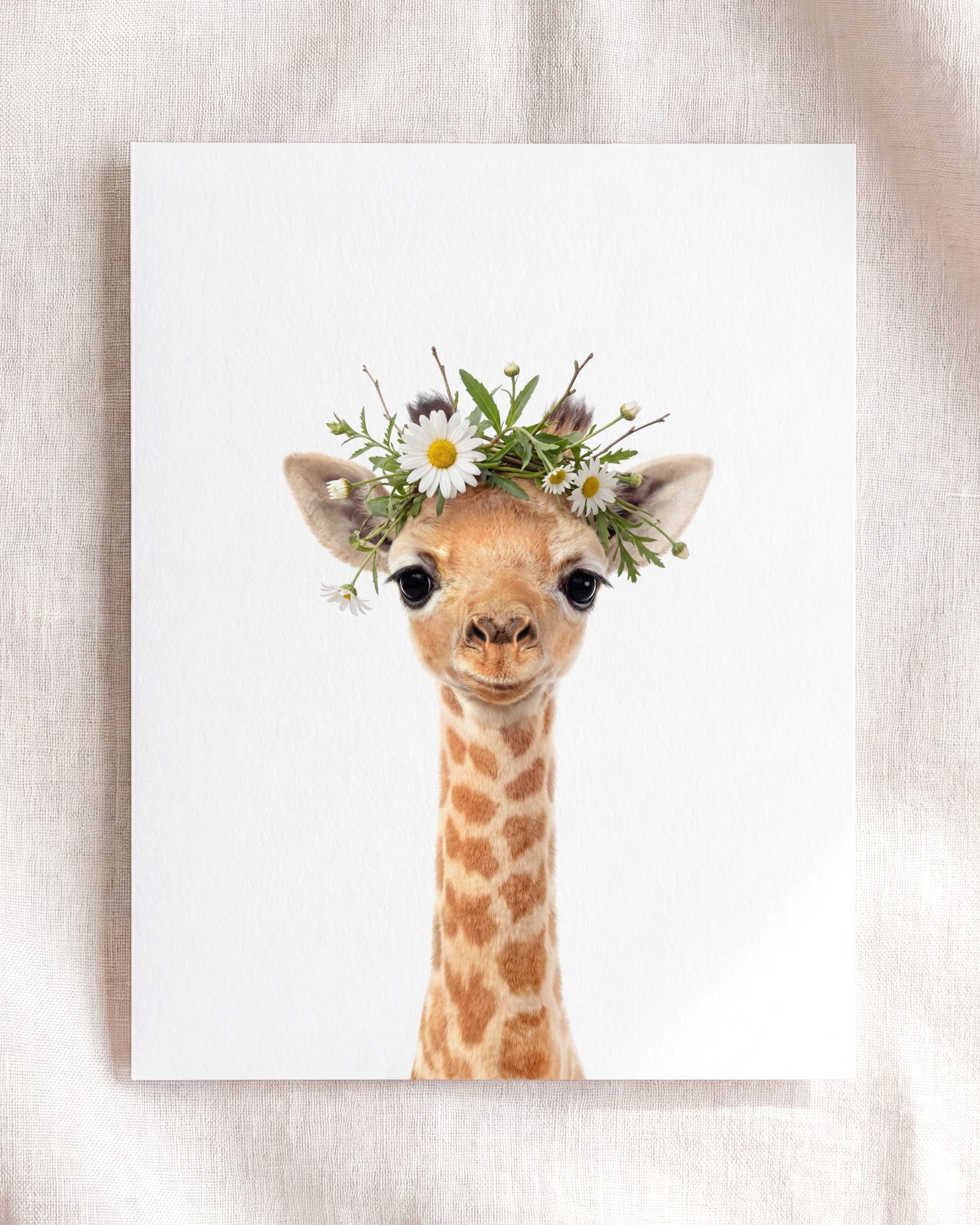 Baby Giraffe