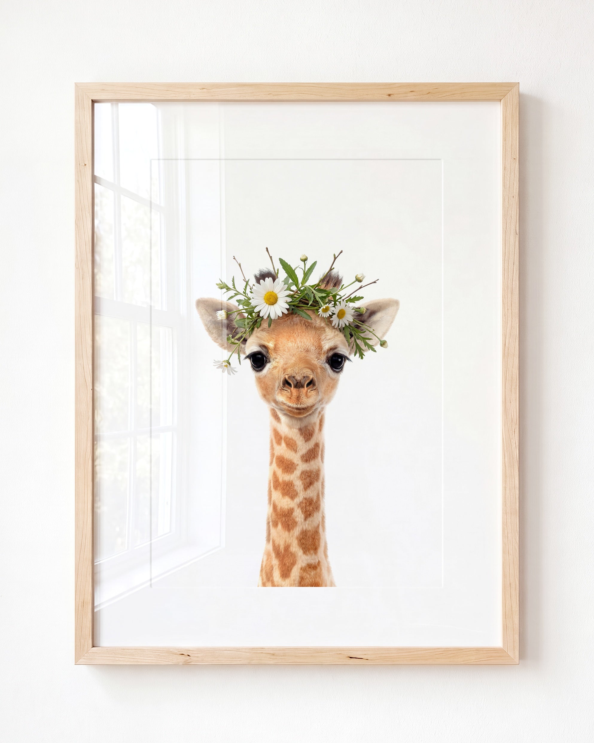 Baby Giraffe