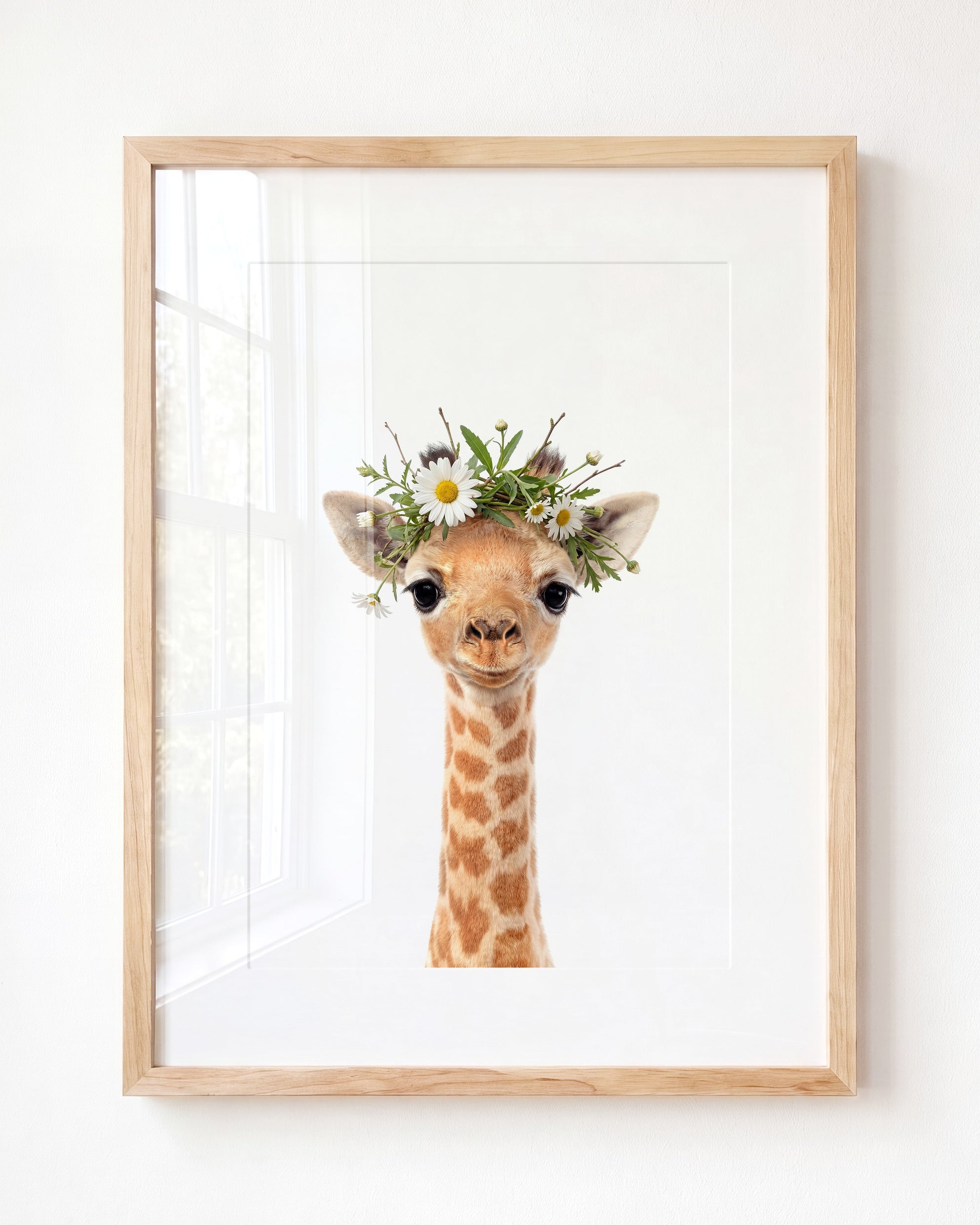 Baby Giraffe