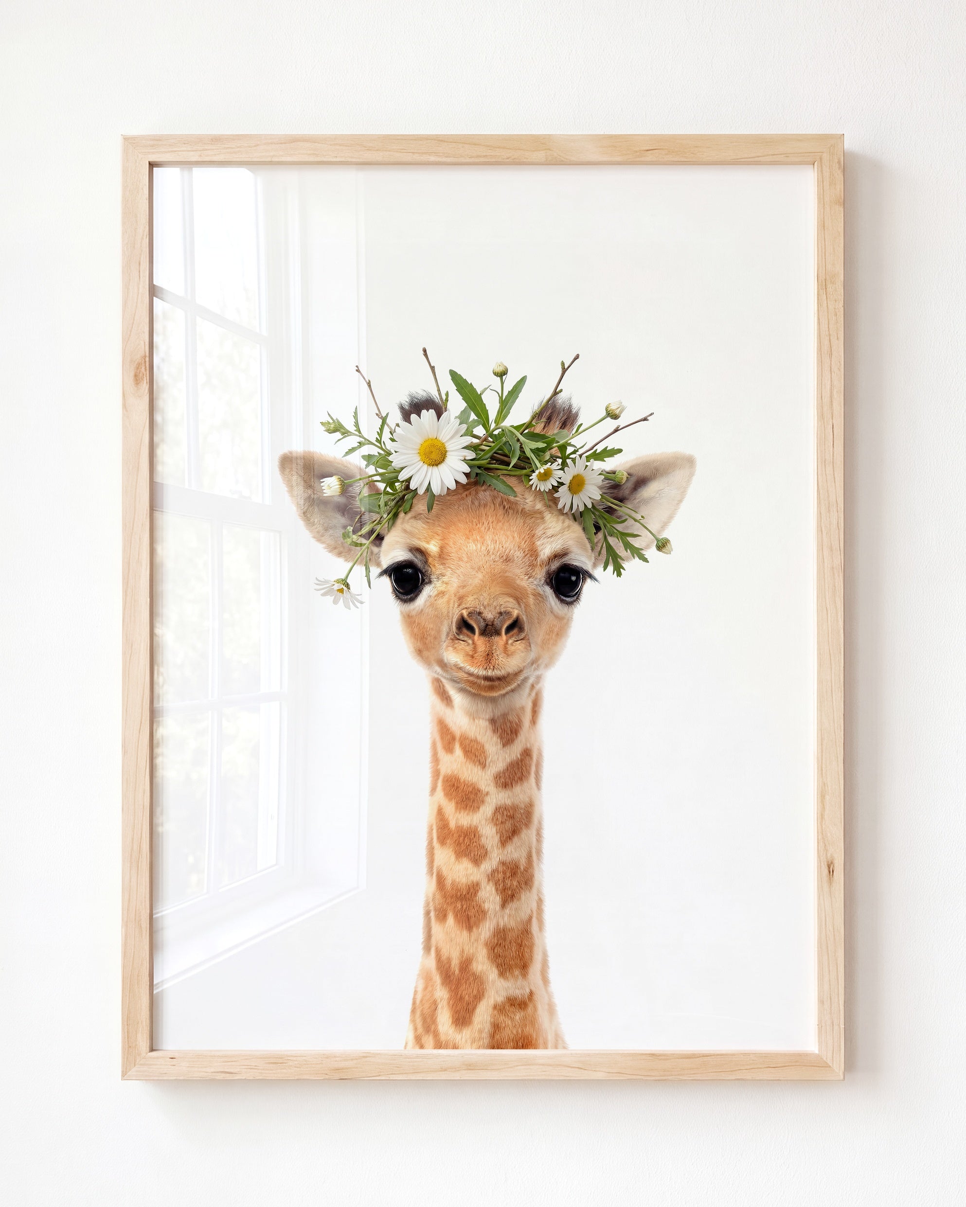 Baby Giraffe