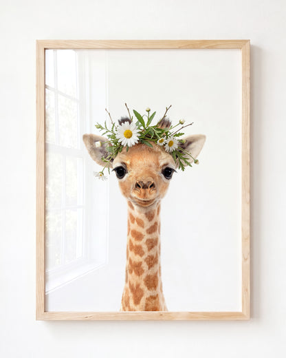 Baby Giraffe