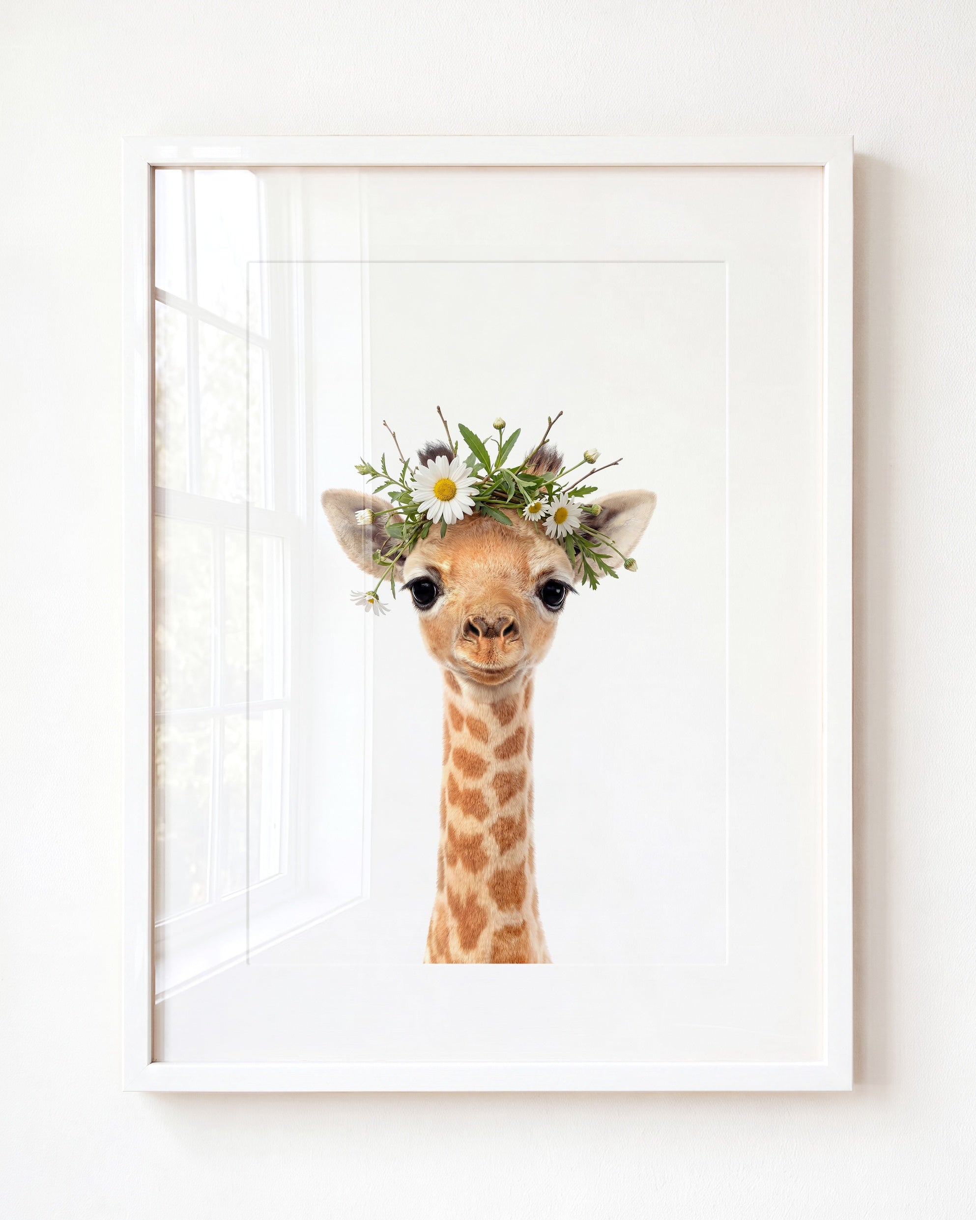 Baby Giraffe