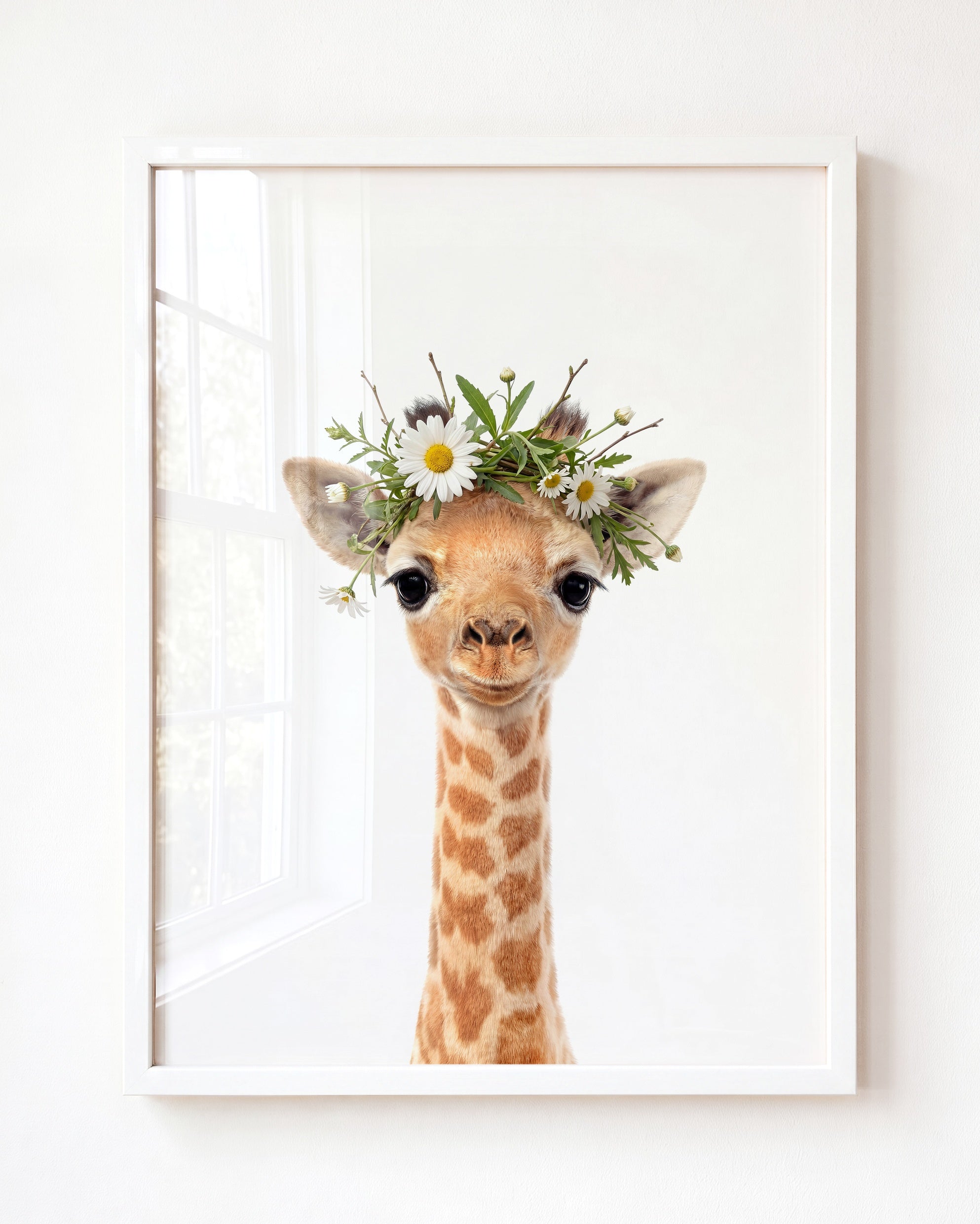 Baby Giraffe