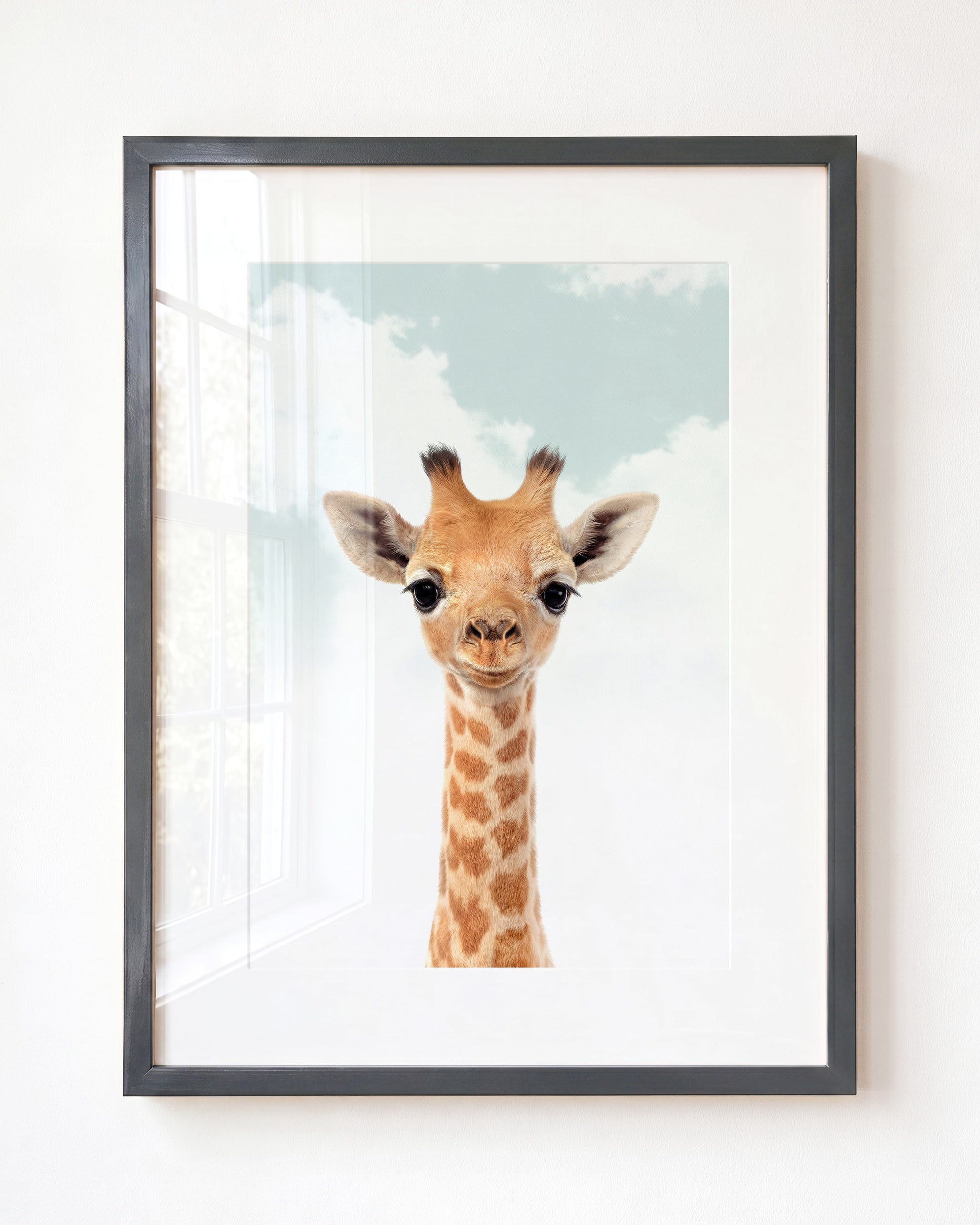 Baby Giraffe