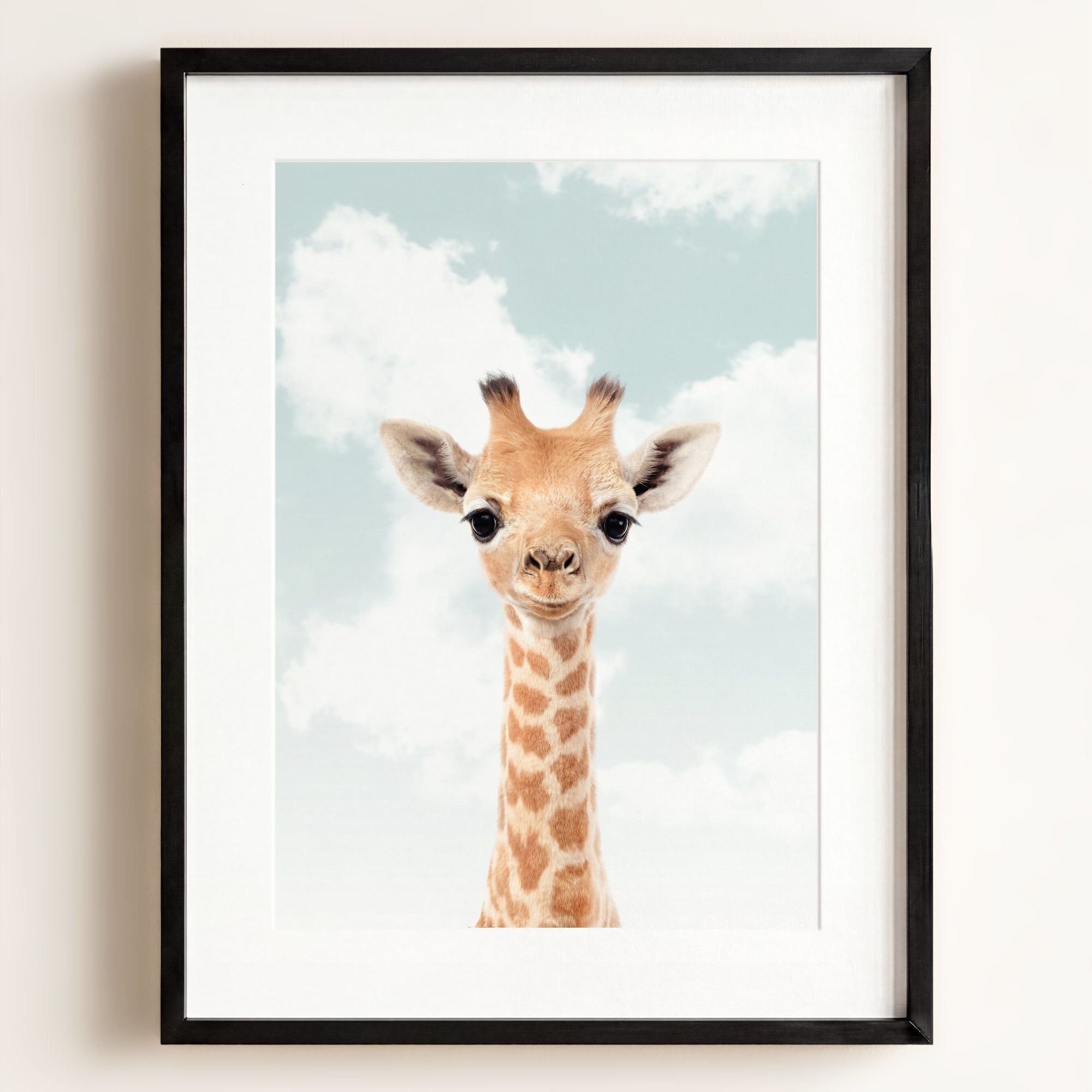 Baby Giraffe