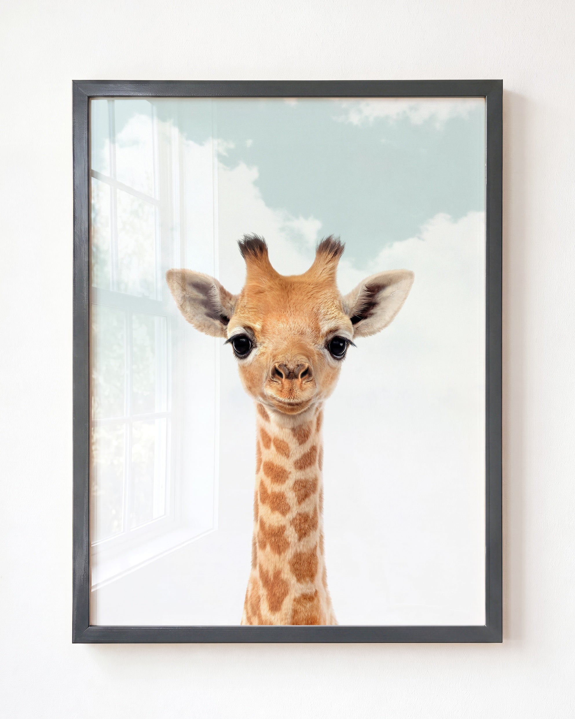 Baby Giraffe