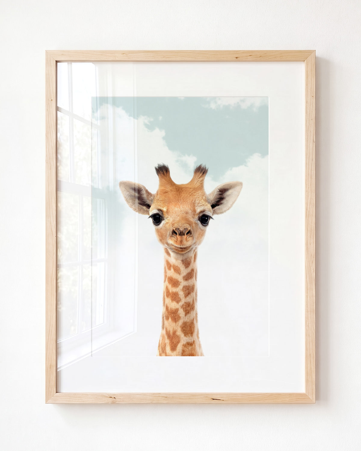 Baby Giraffe