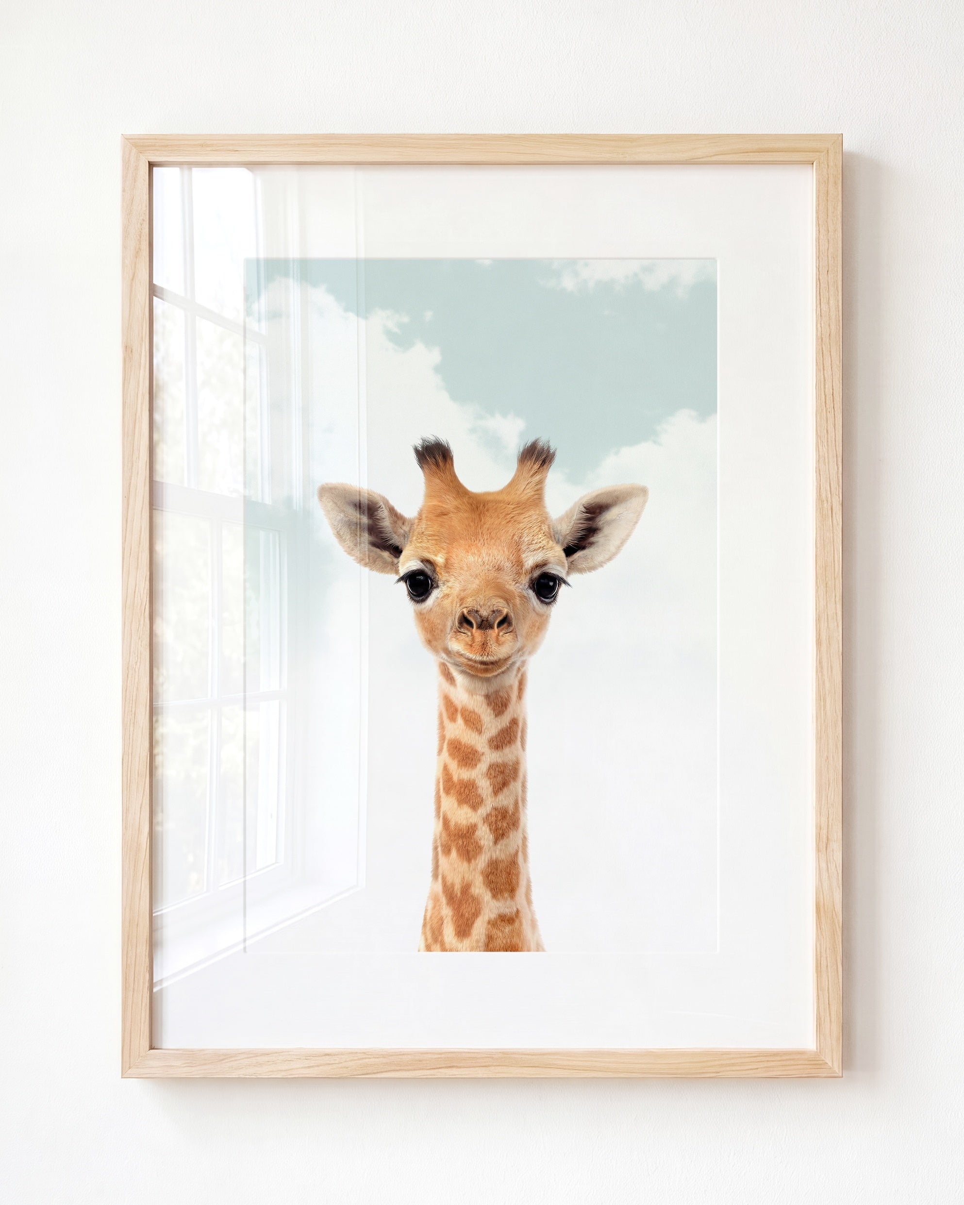 Baby Giraffe