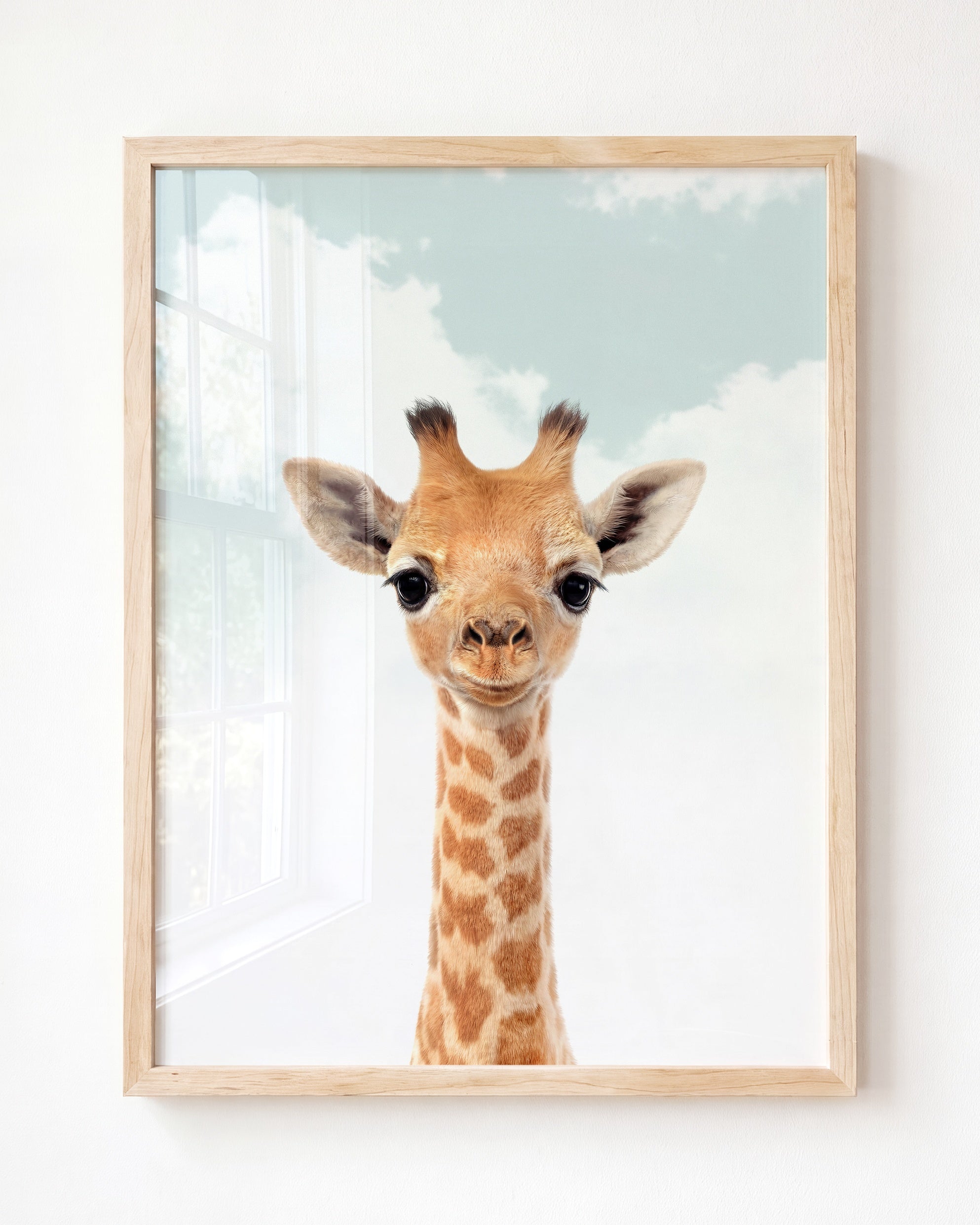 Baby Giraffe