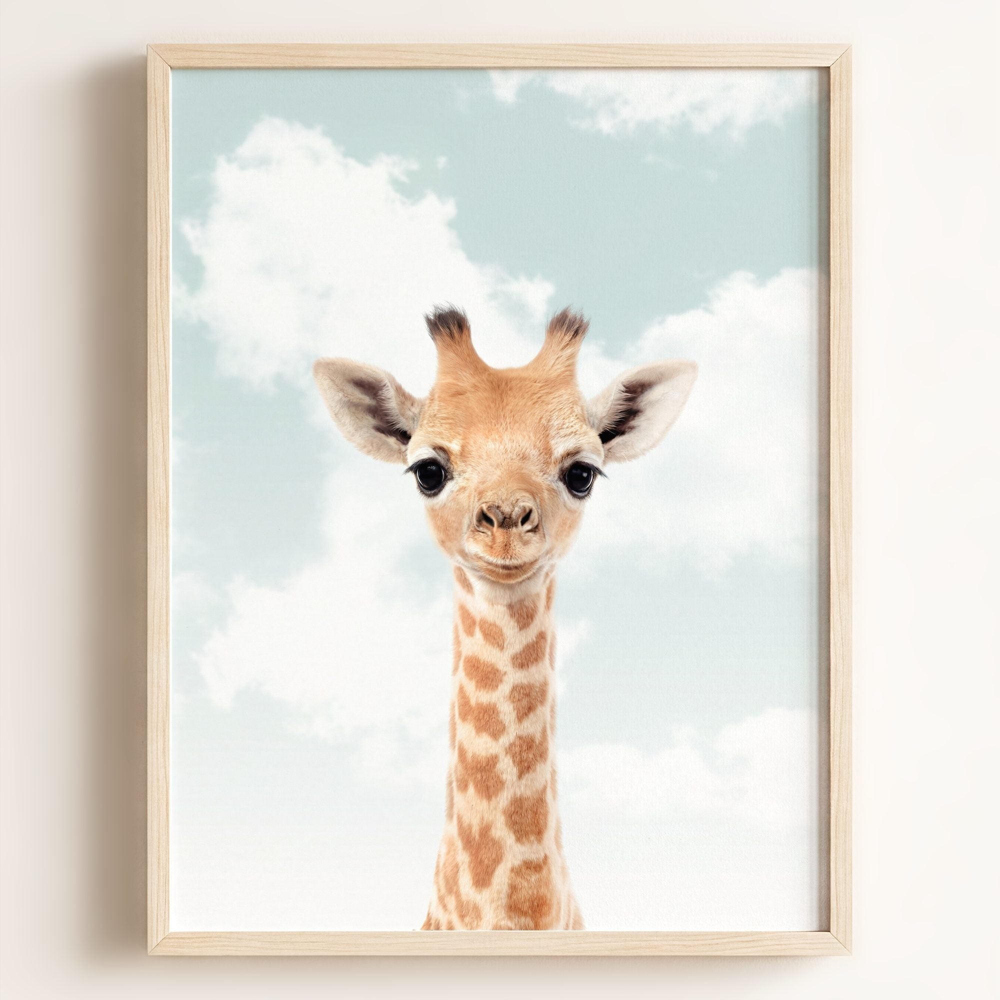 Baby Giraffe