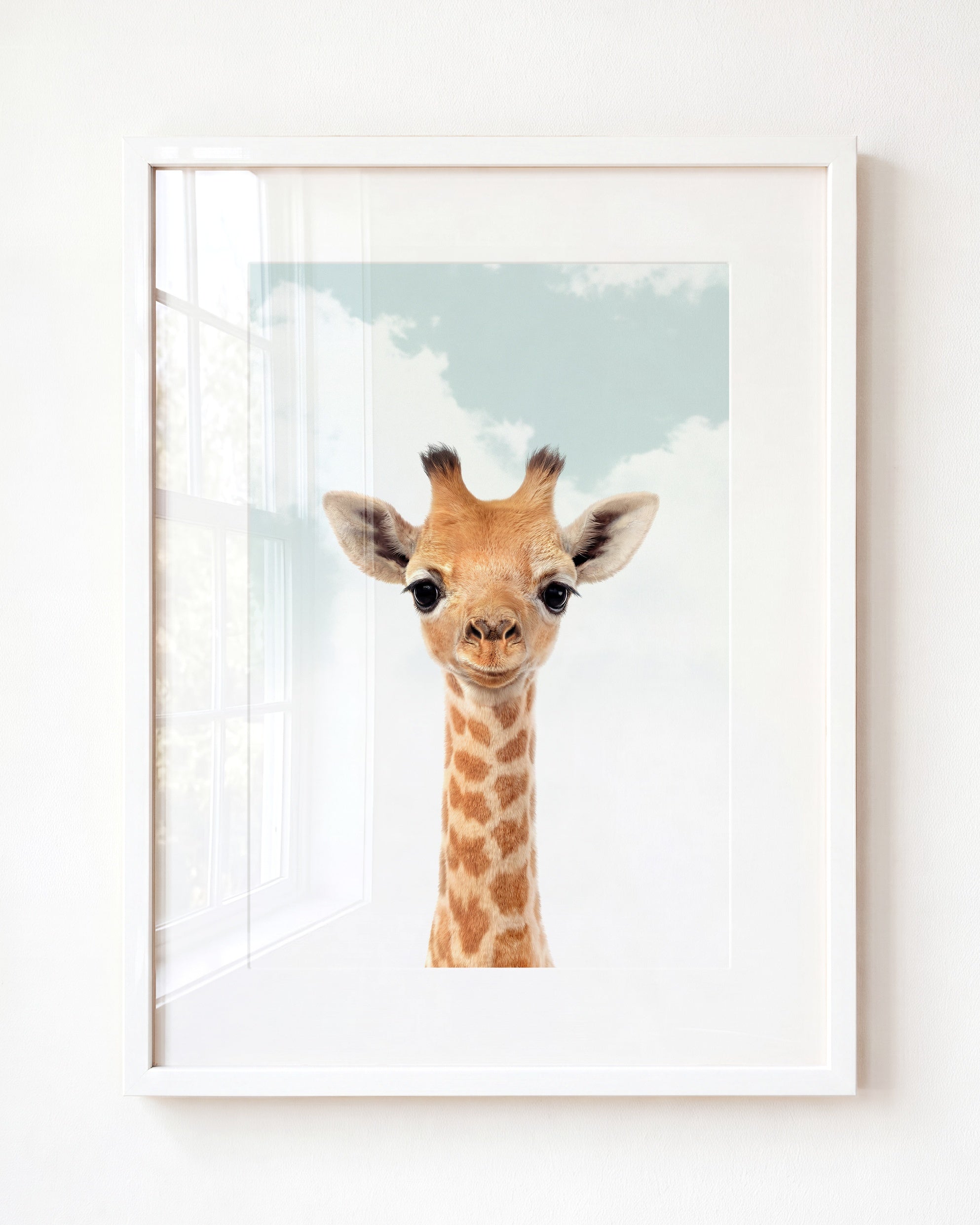 Baby Giraffe