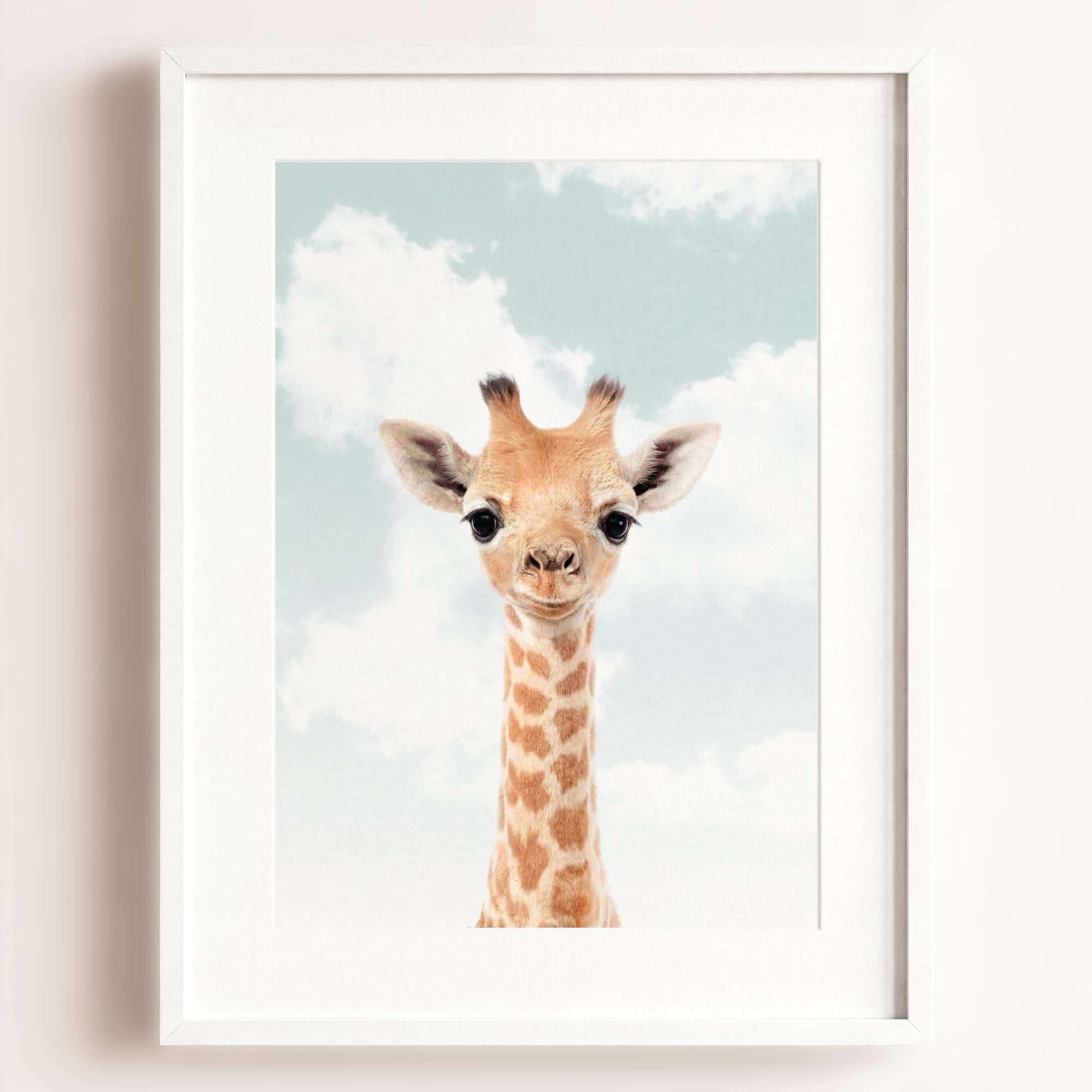 Baby Giraffe