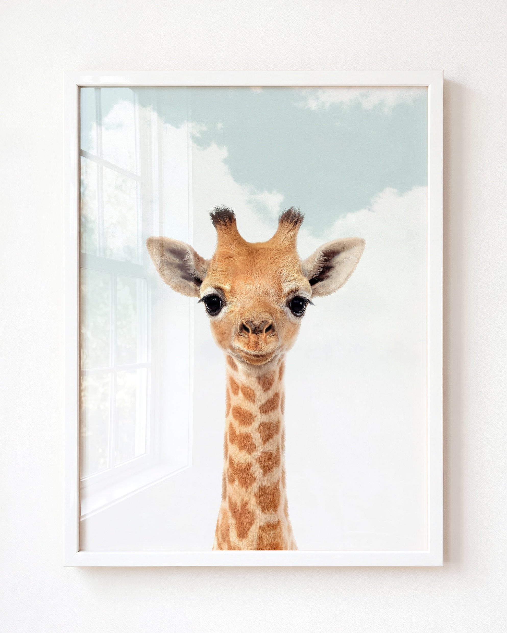 Baby Giraffe