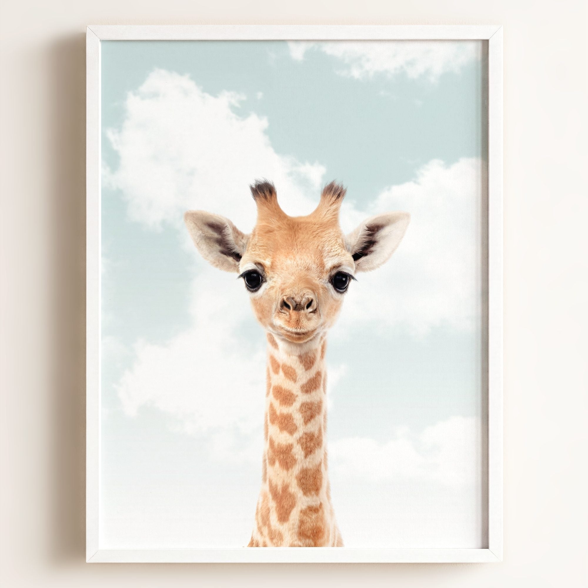 Baby Giraffe