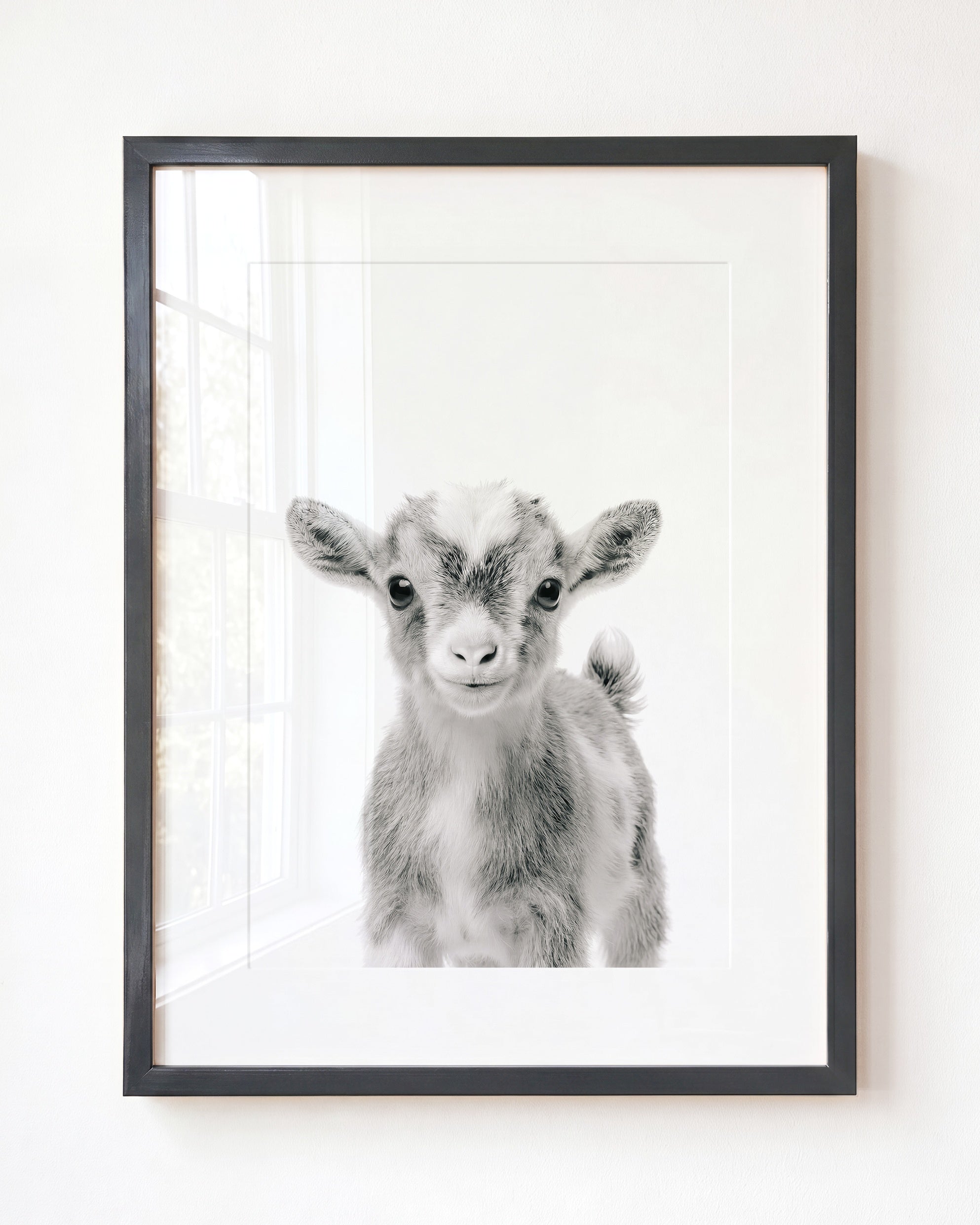 Baby Goat