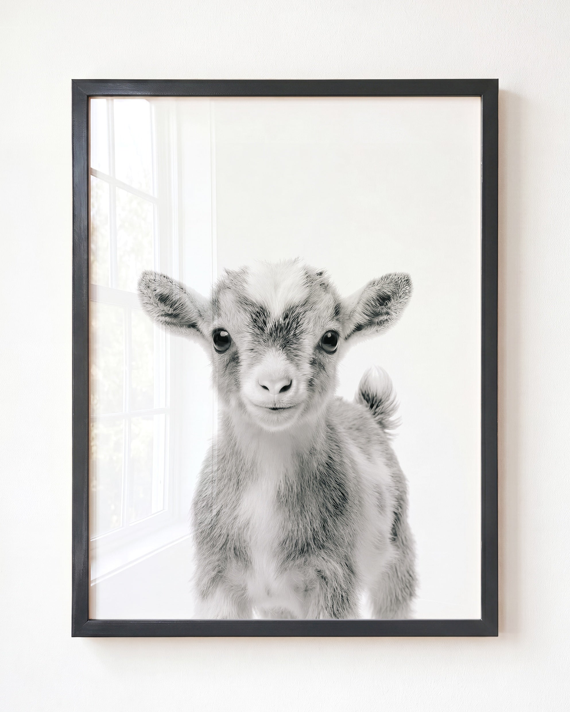 Baby Goat