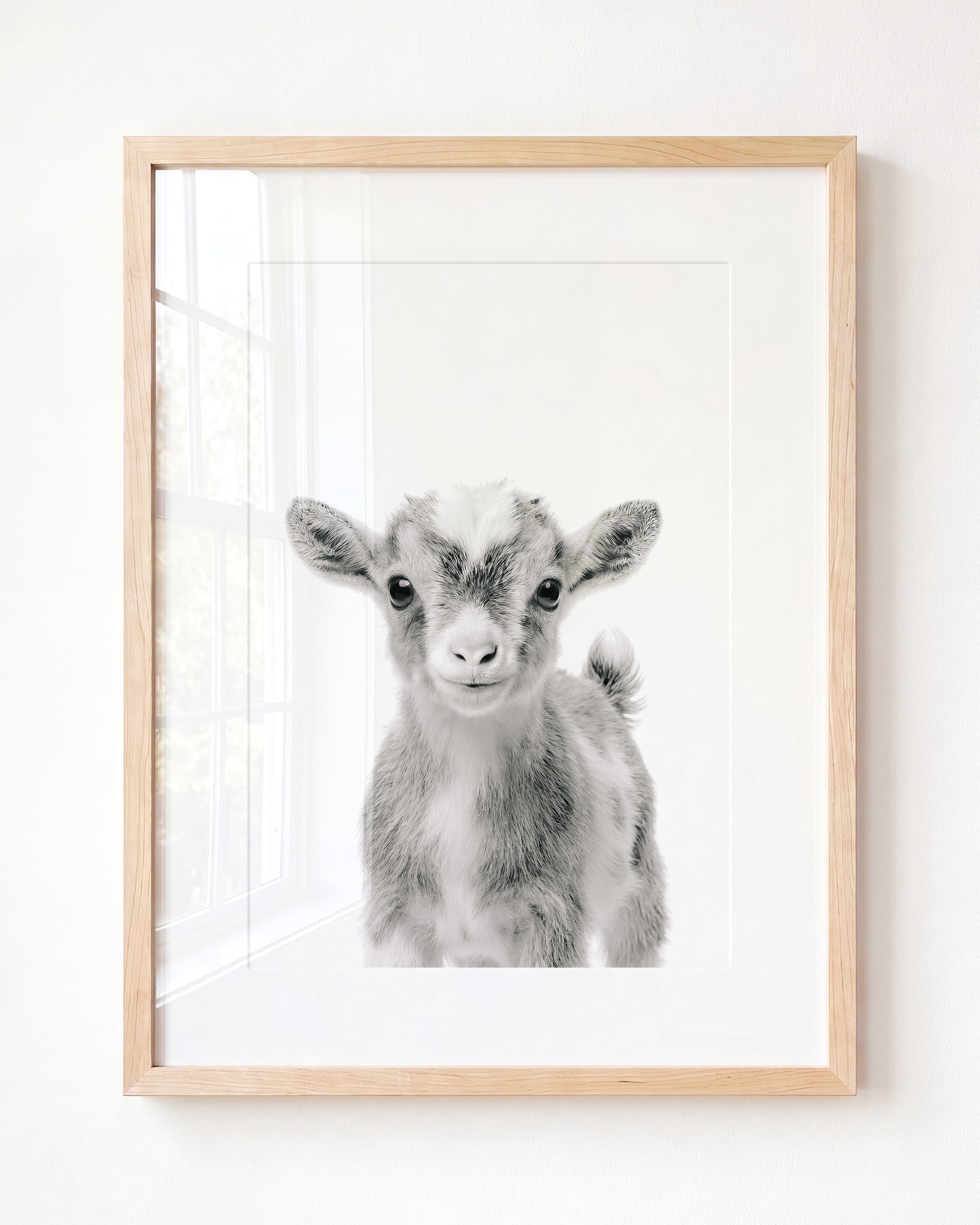 Baby Goat