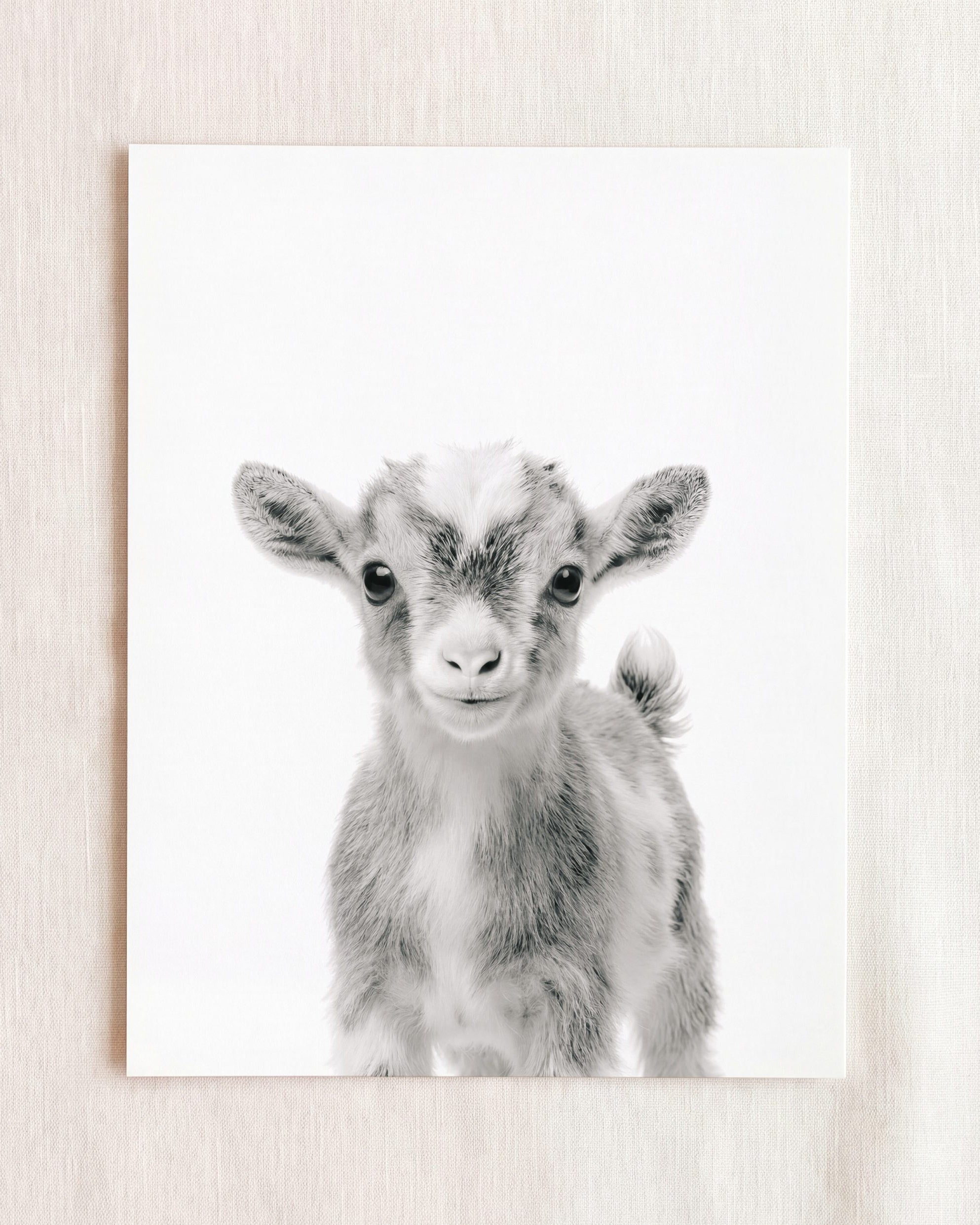 Baby Goat
