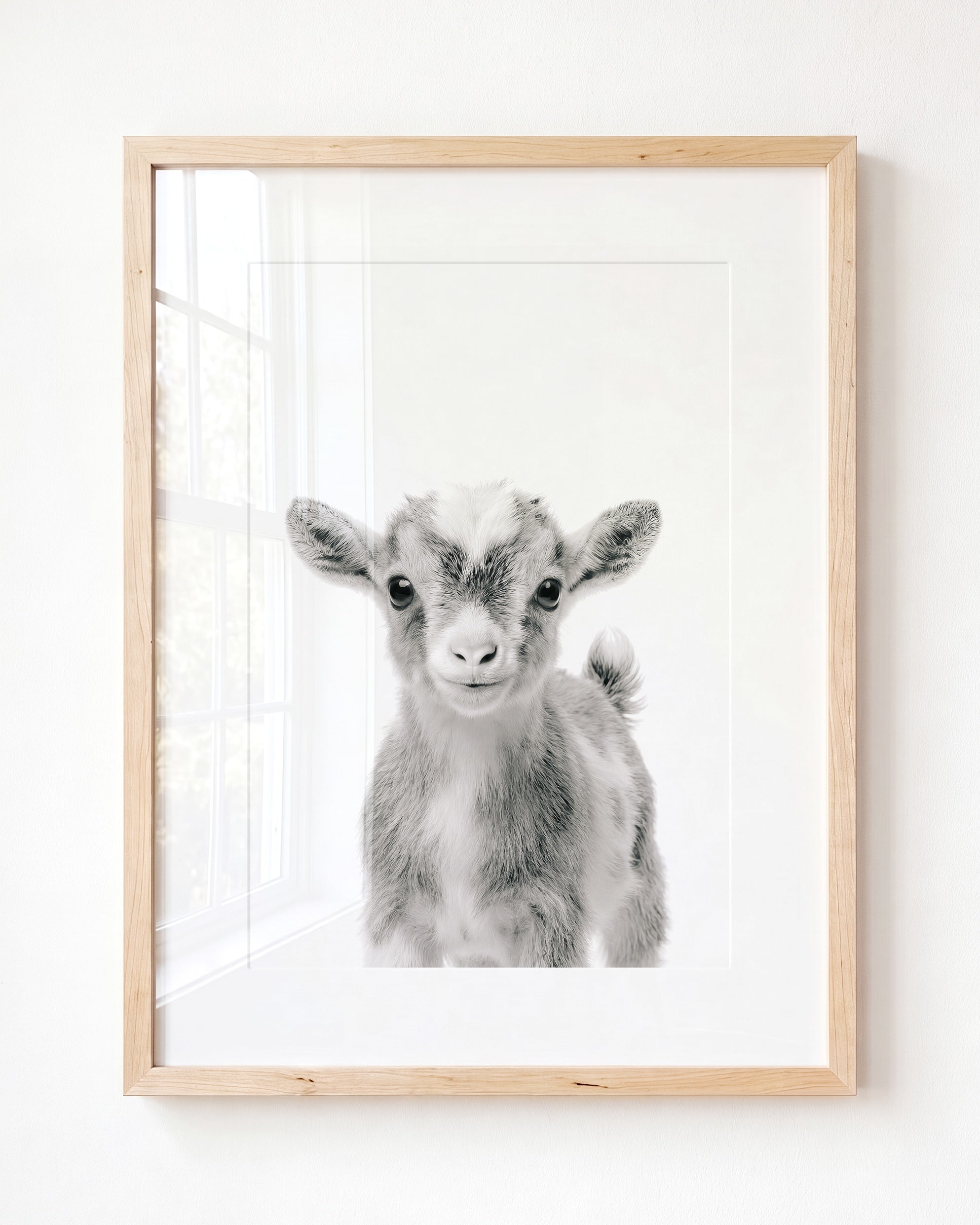 Baby Goat