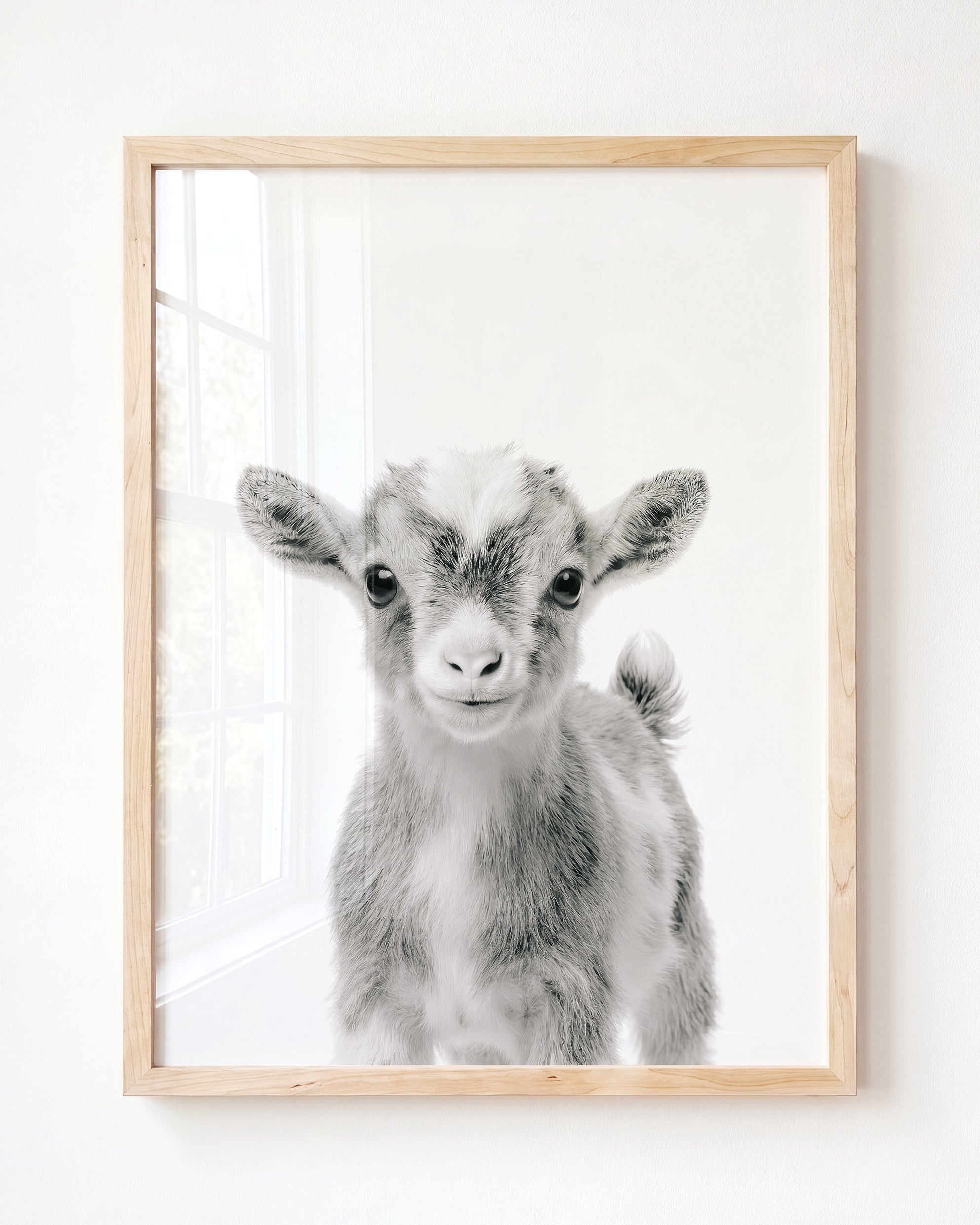 Baby Goat