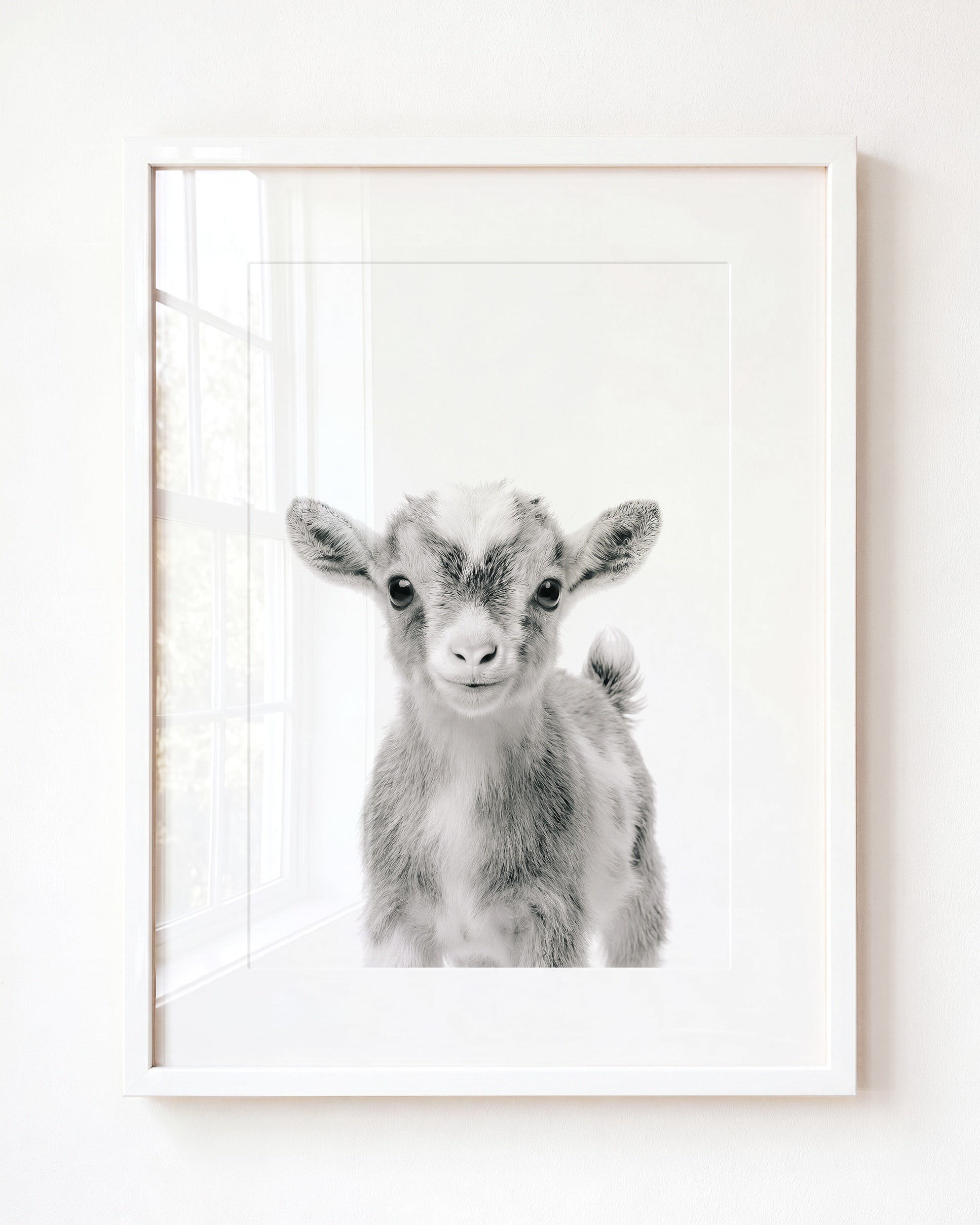 Baby Goat