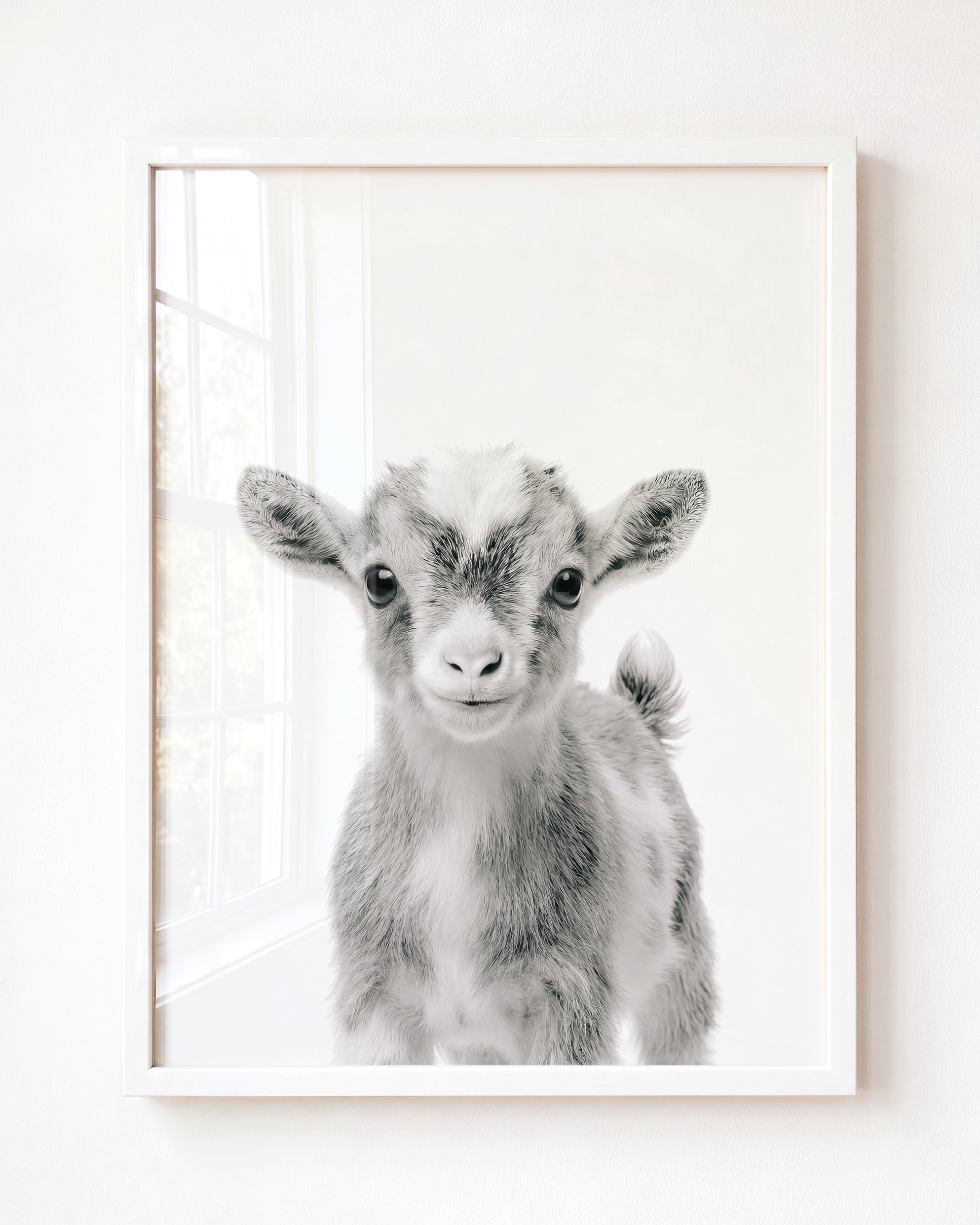 Baby Goat