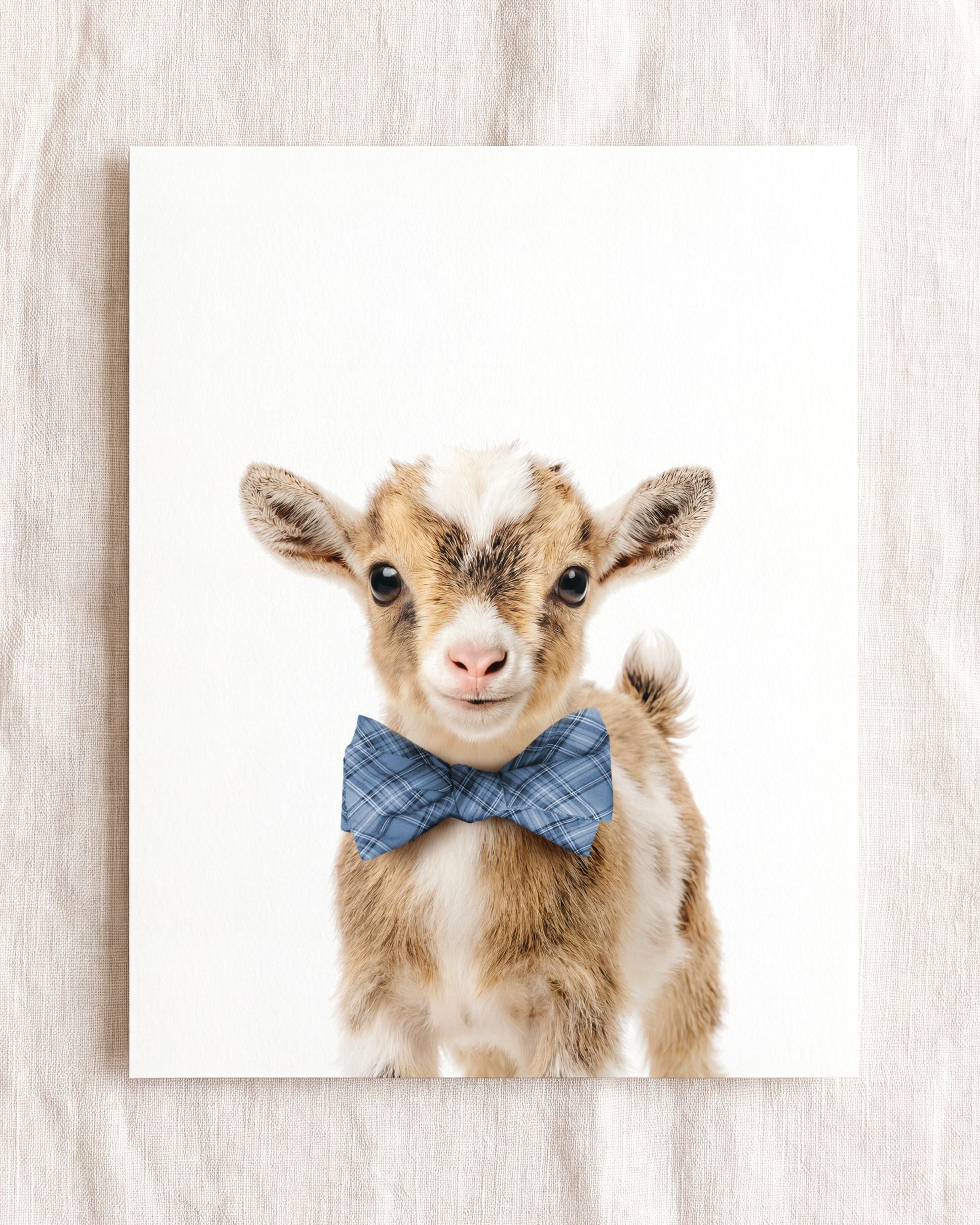 Baby Goat