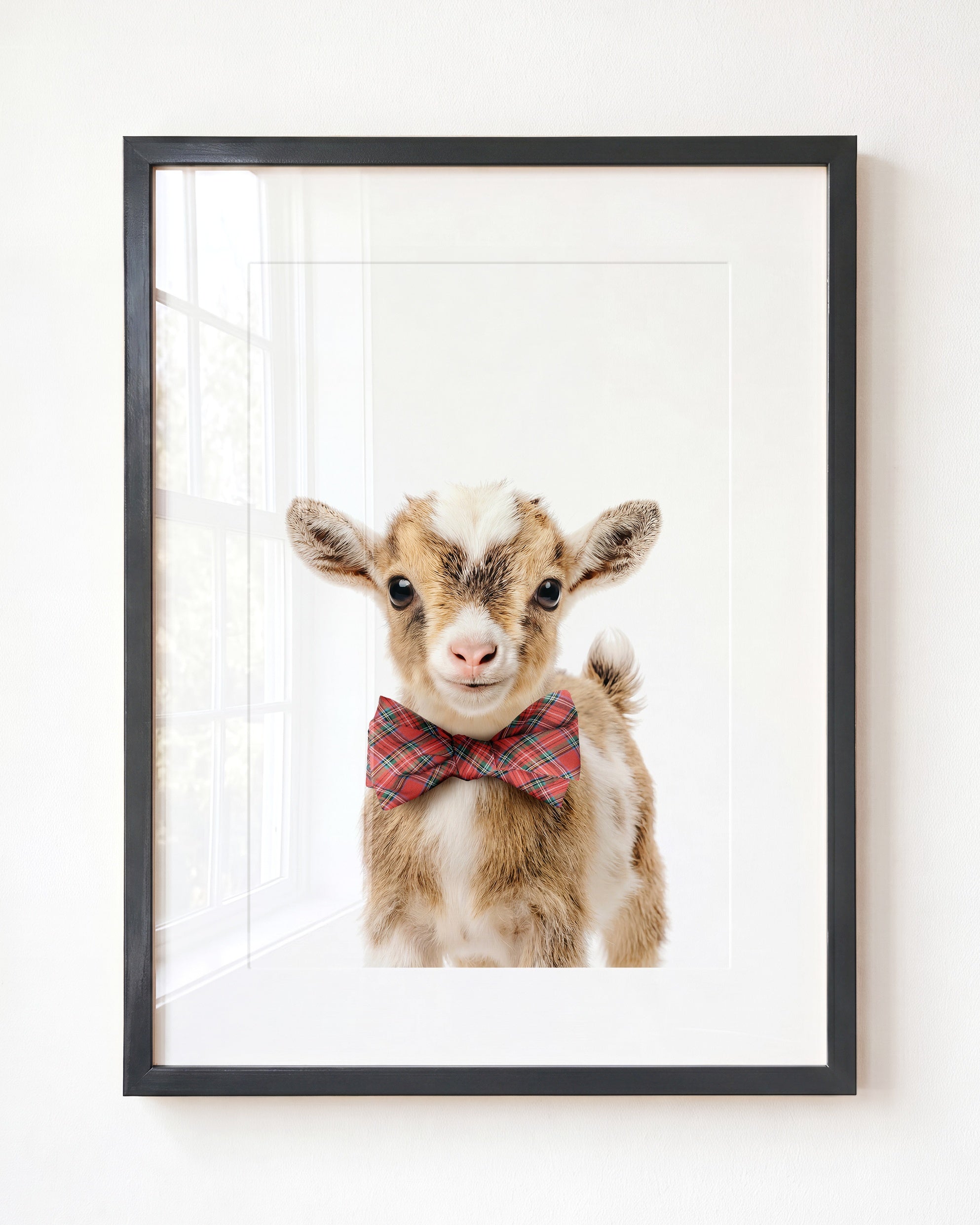 Baby Goat