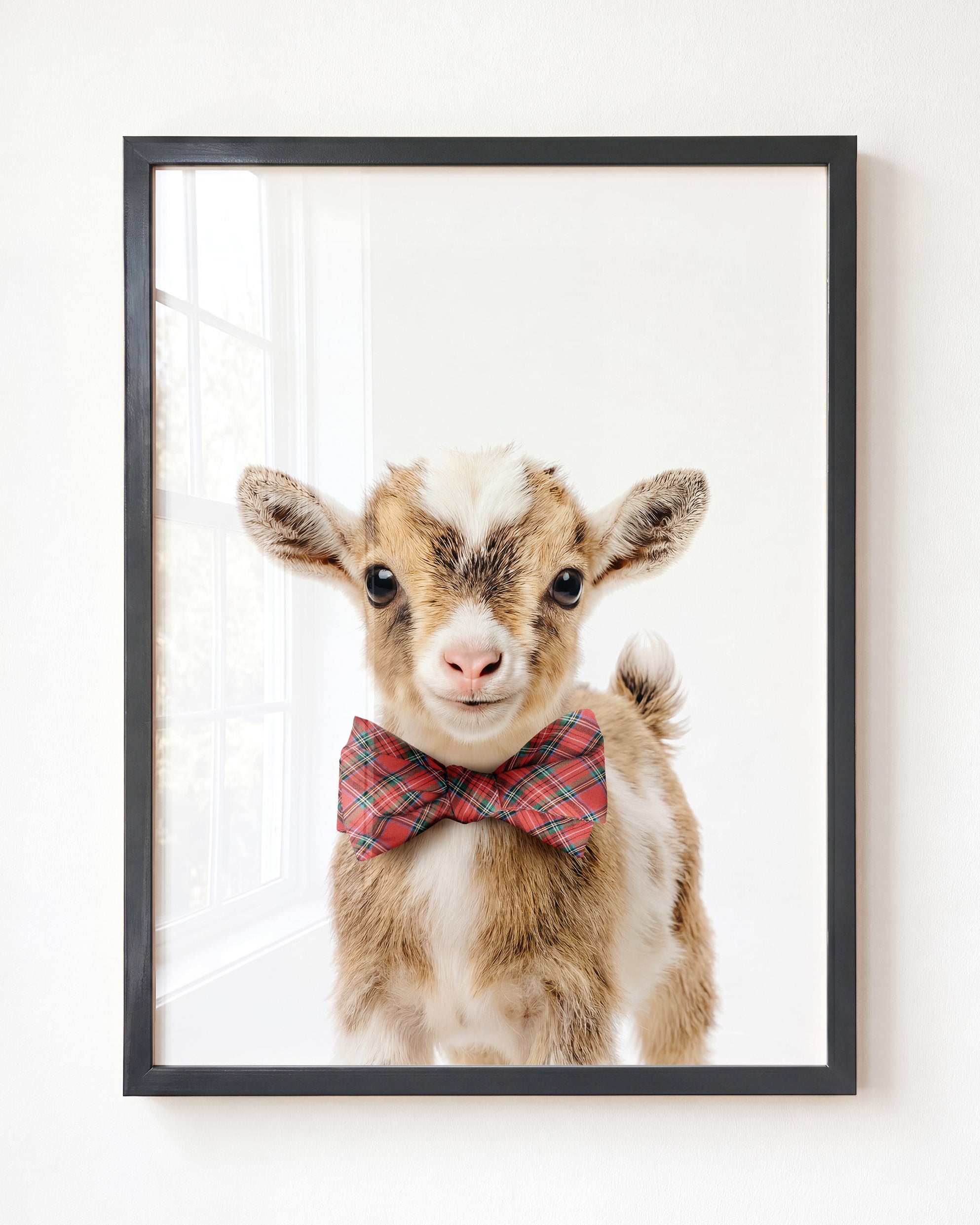 Baby Goat