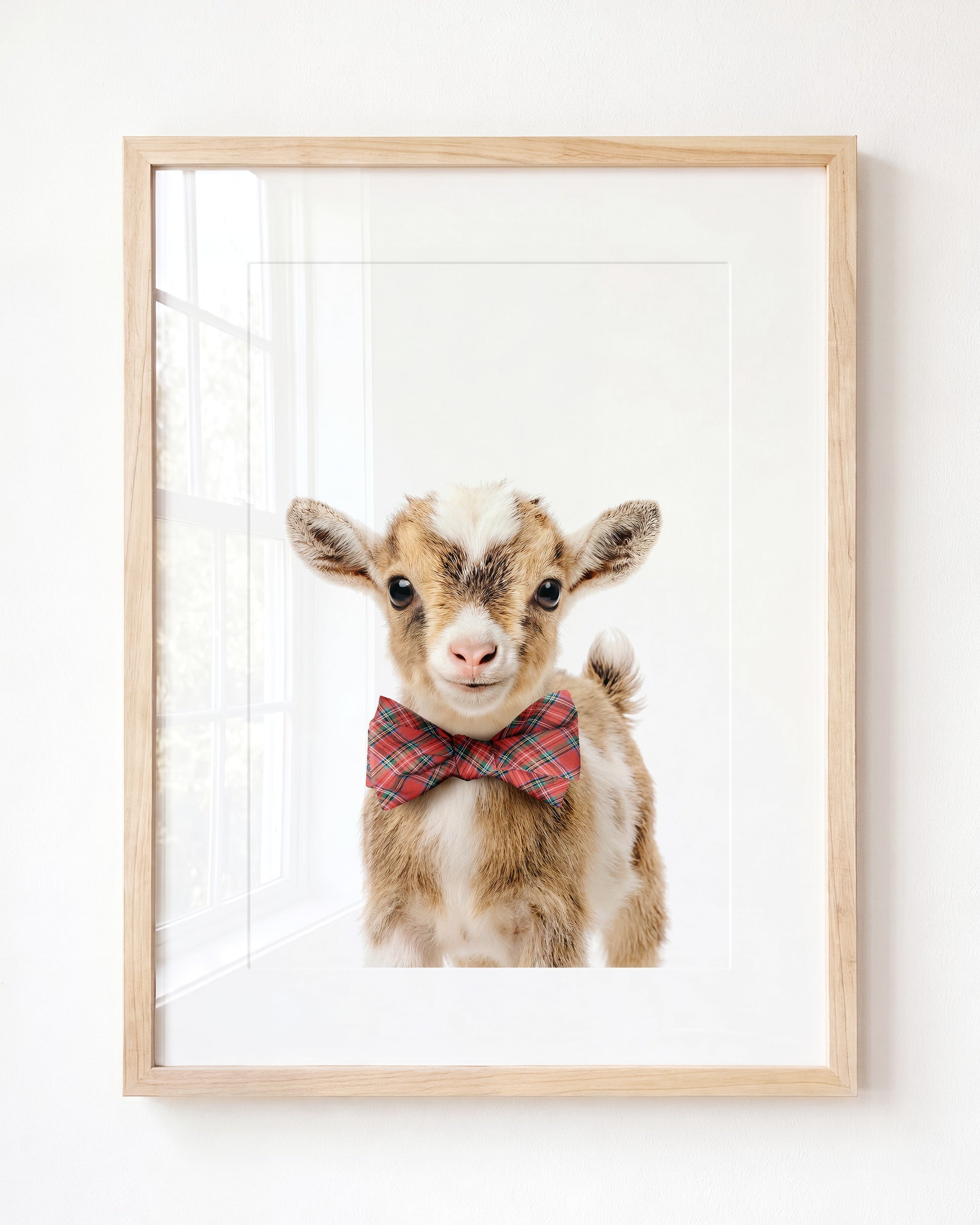 Baby Goat