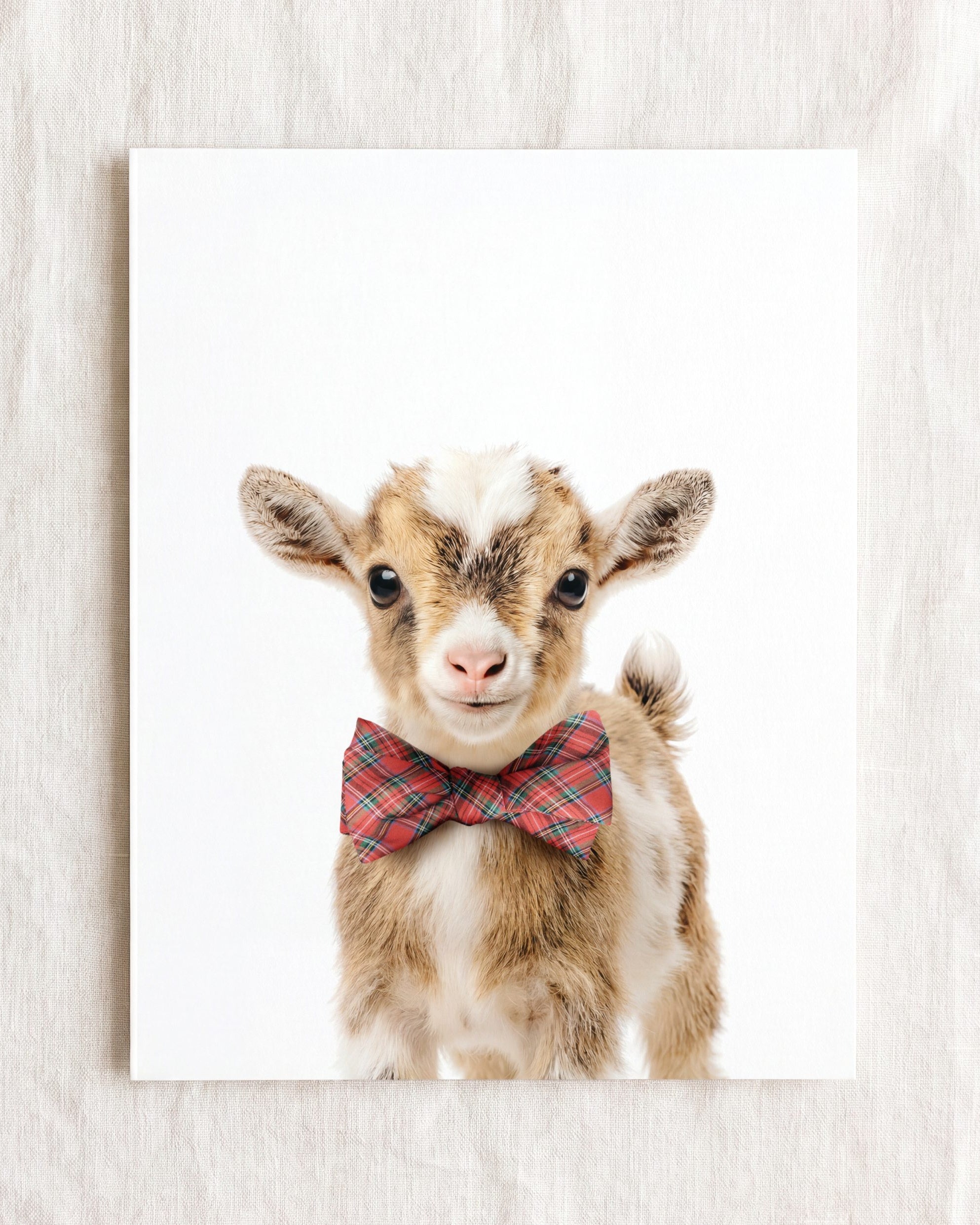 Baby Goat