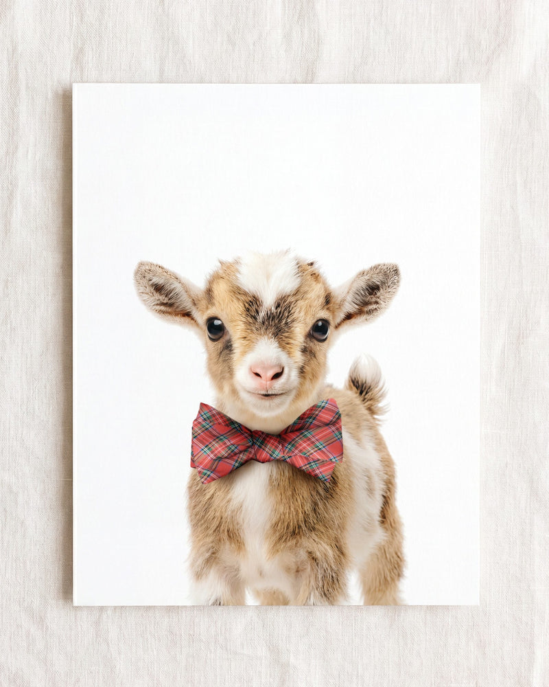 Bow Tie