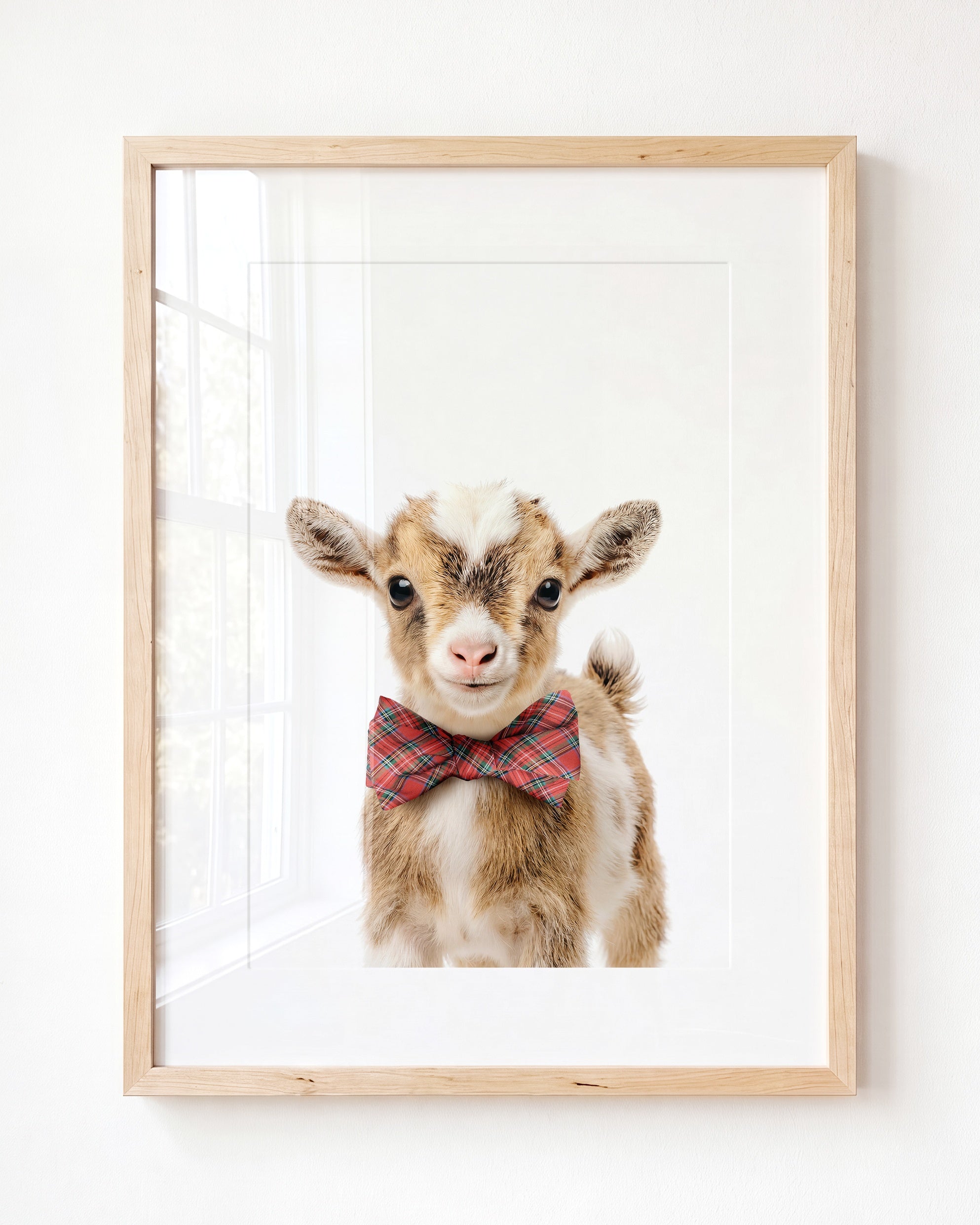 Baby Goat
