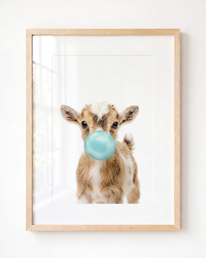 Baby Goat