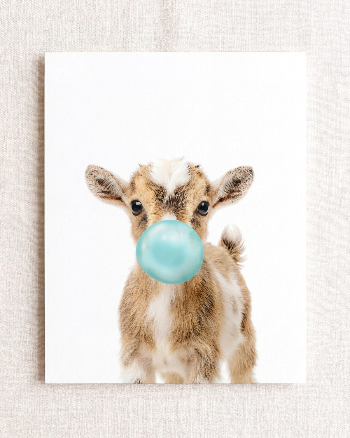 Baby Goat