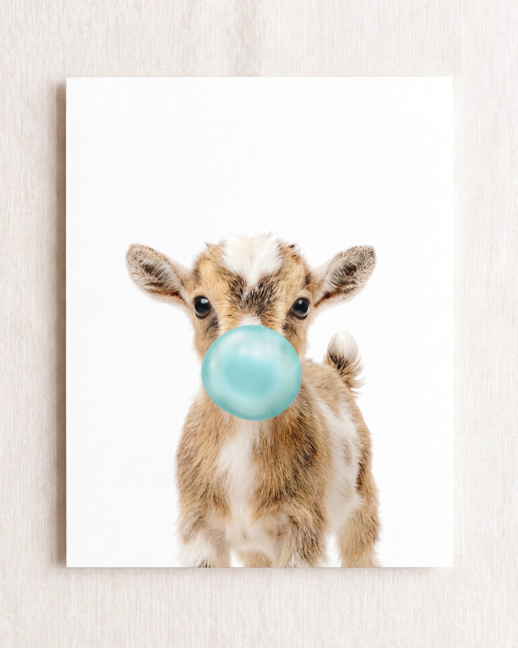 Baby Goat