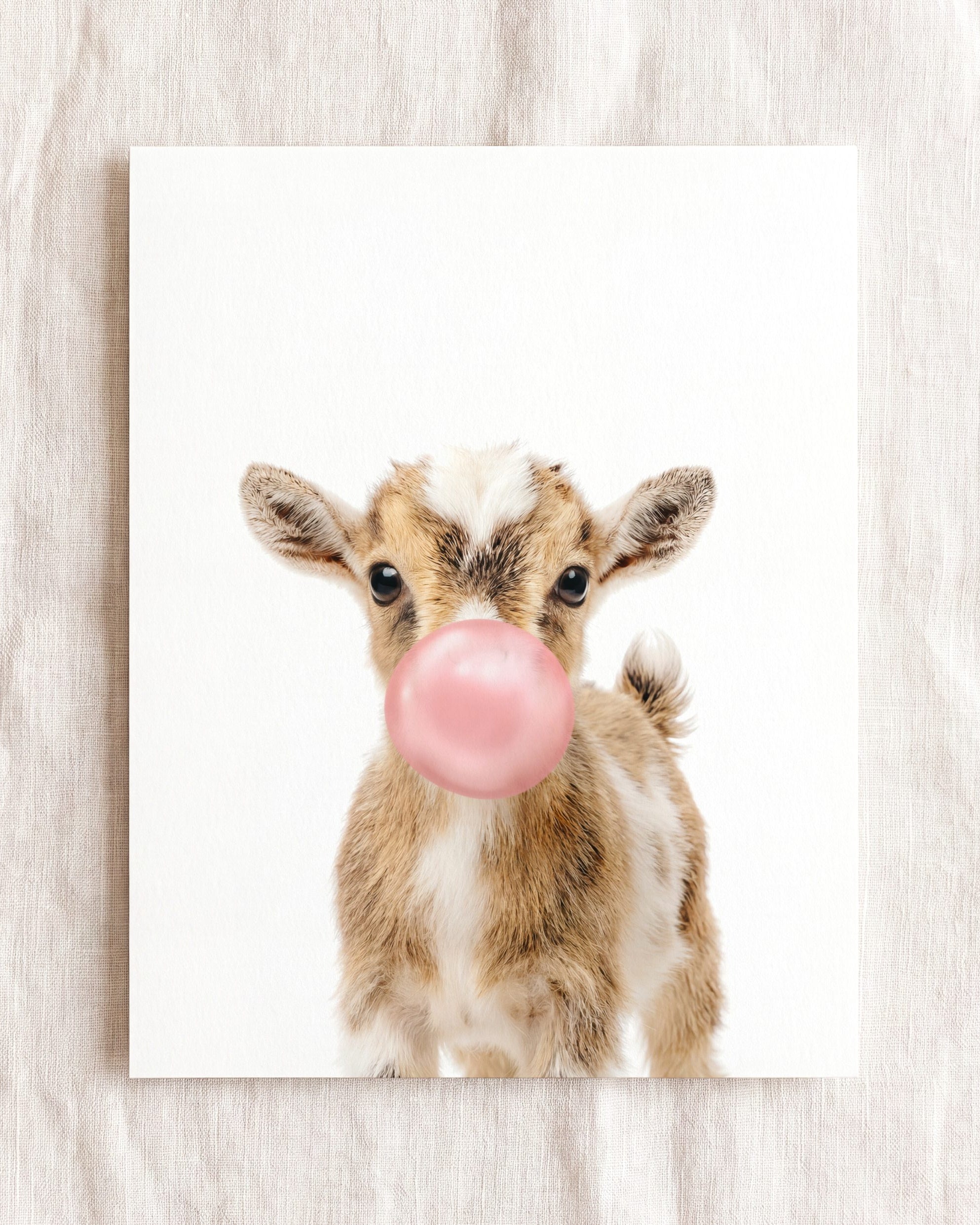 Baby Goat