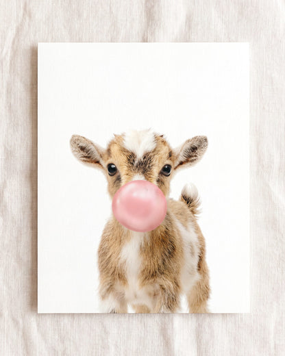 Baby Goat