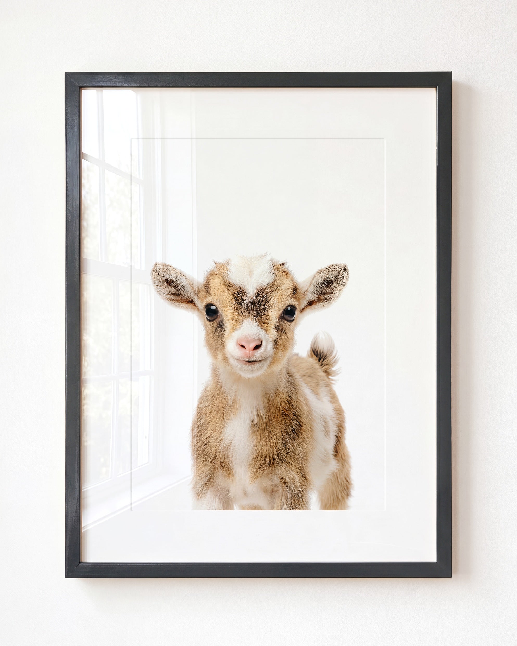 Baby Goat