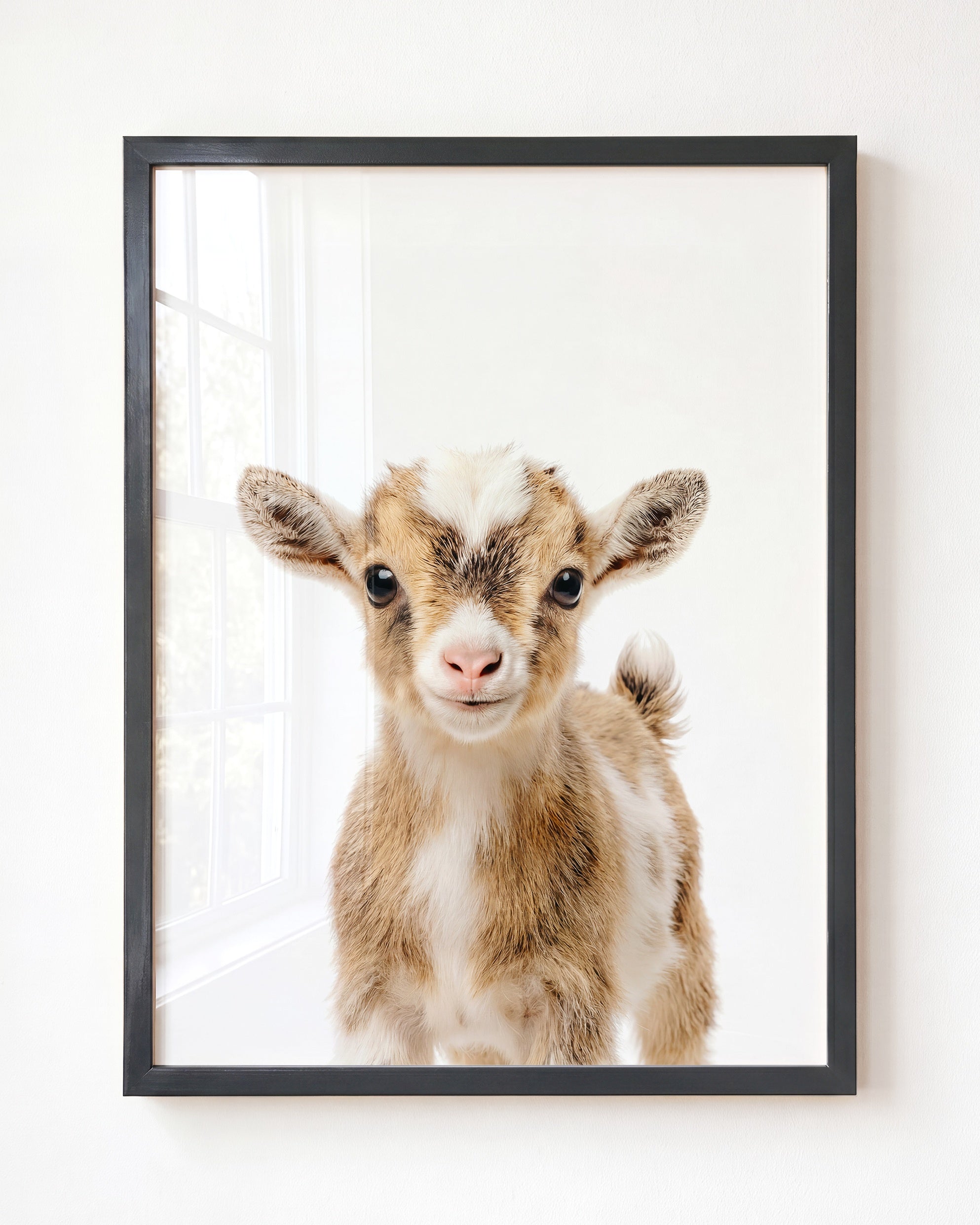 Baby Goat