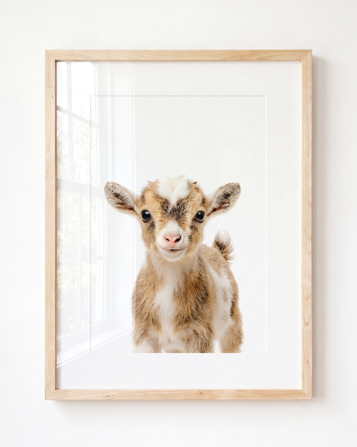 Baby Goat