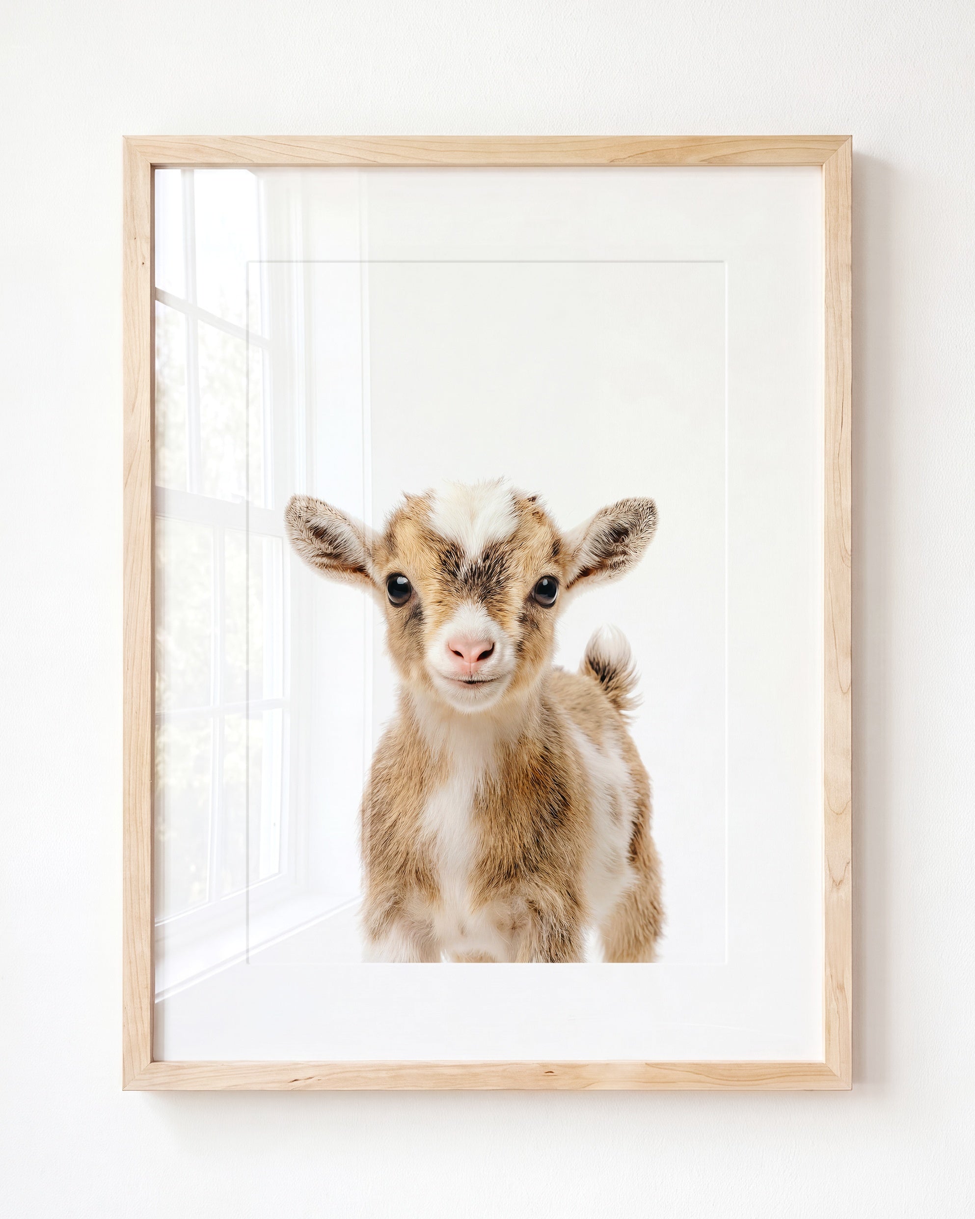 Baby Goat