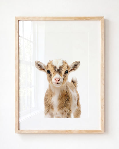 Baby Goat