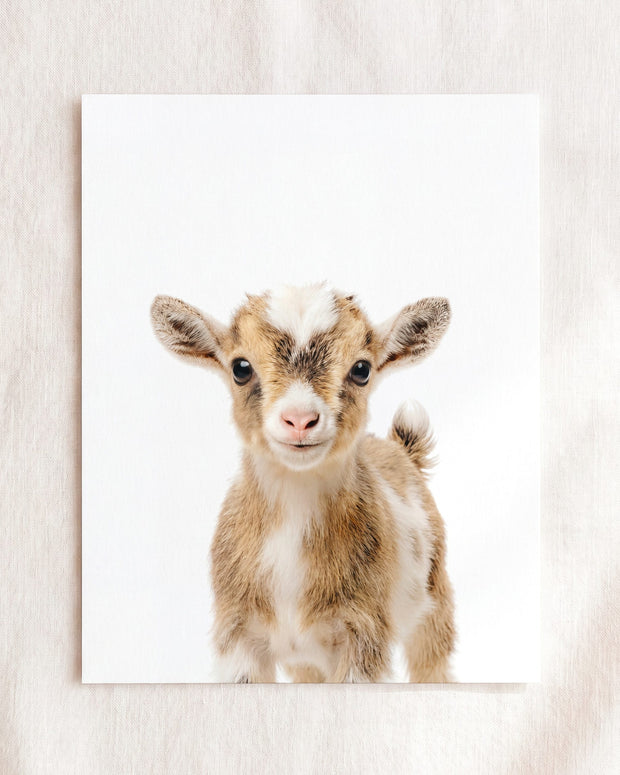 Baby Goat